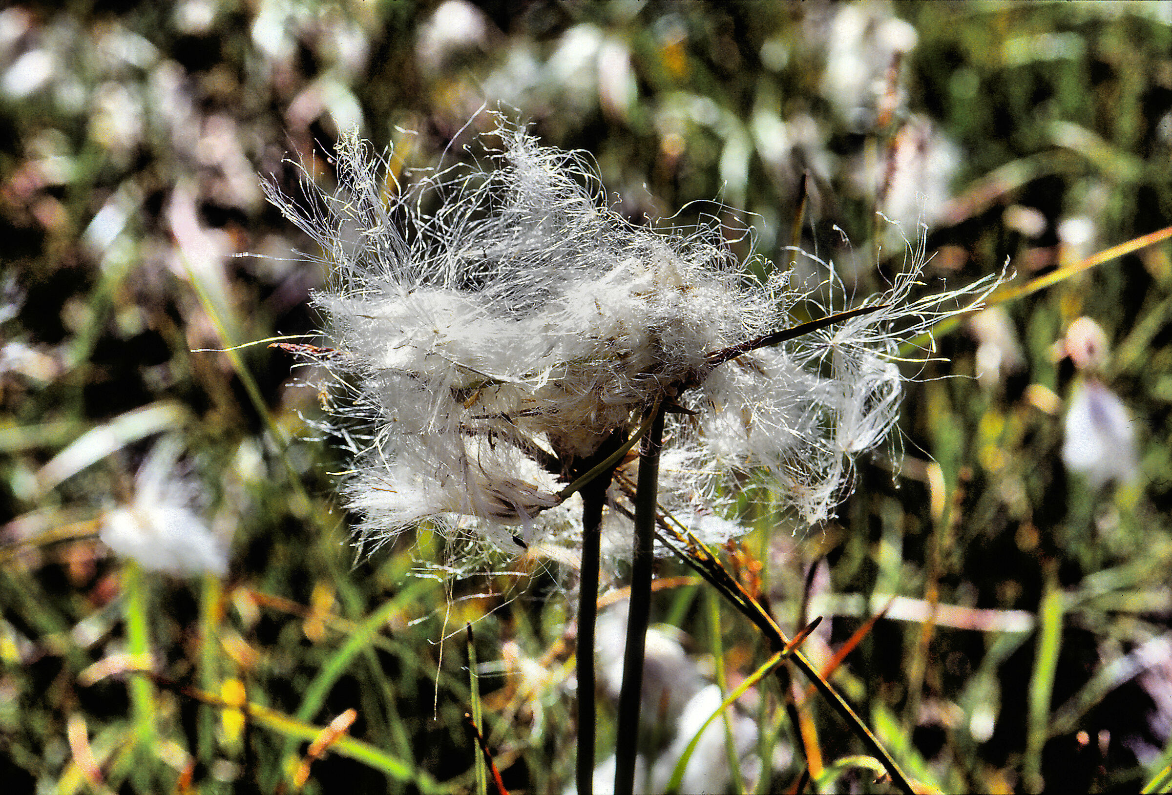 High altitude flower