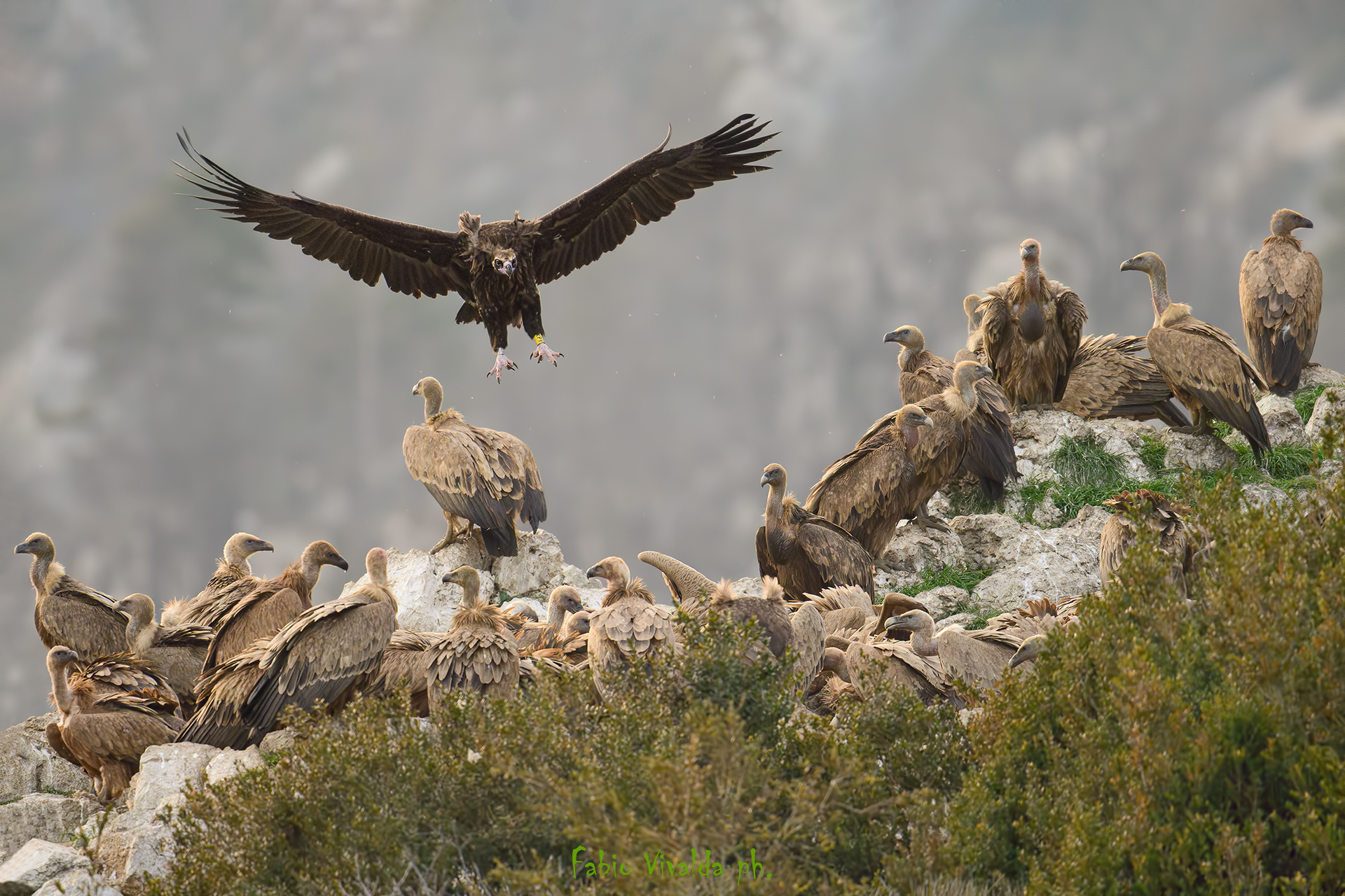 The Arrival of the Monk