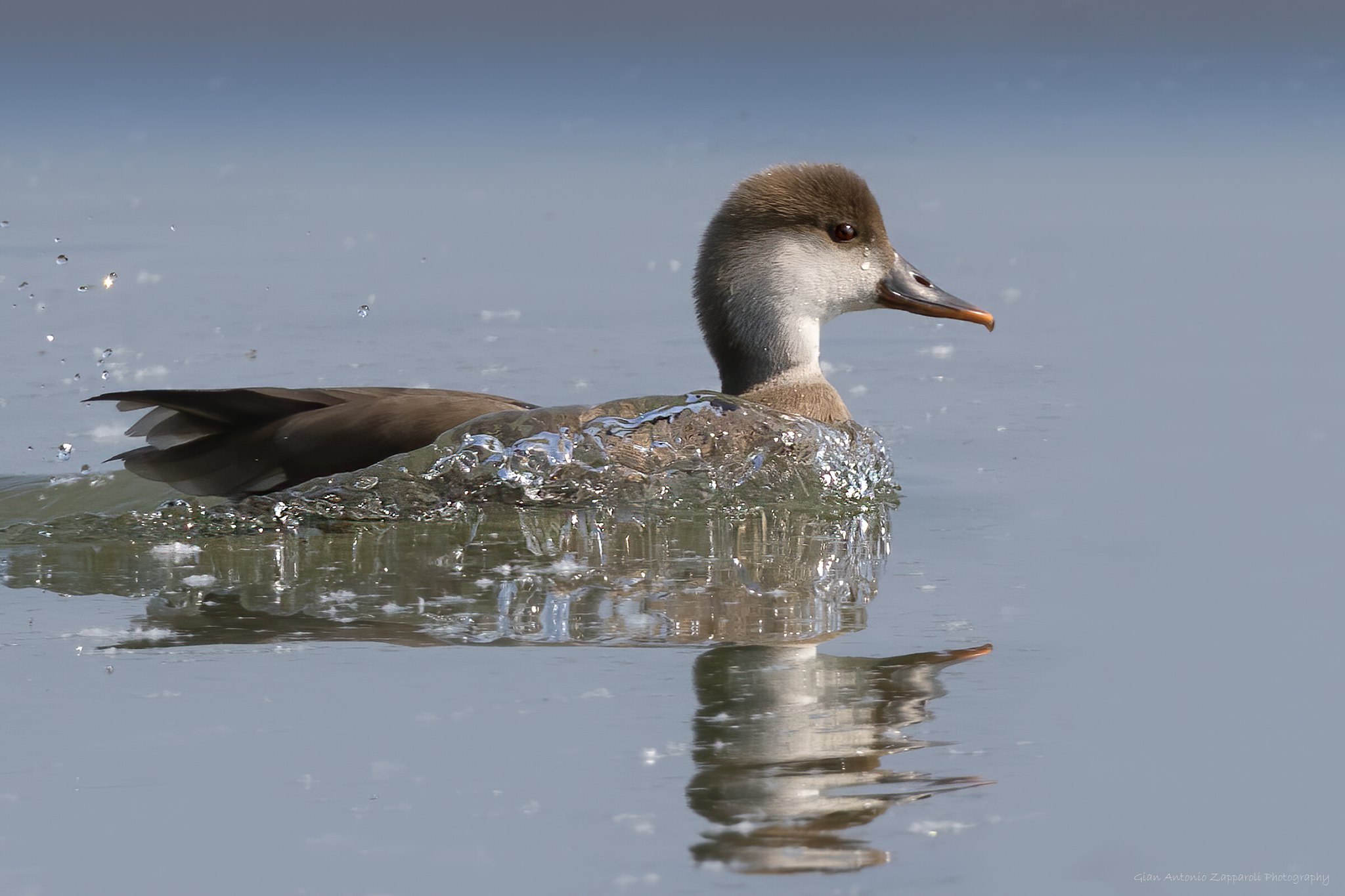 Female red-crested pochard