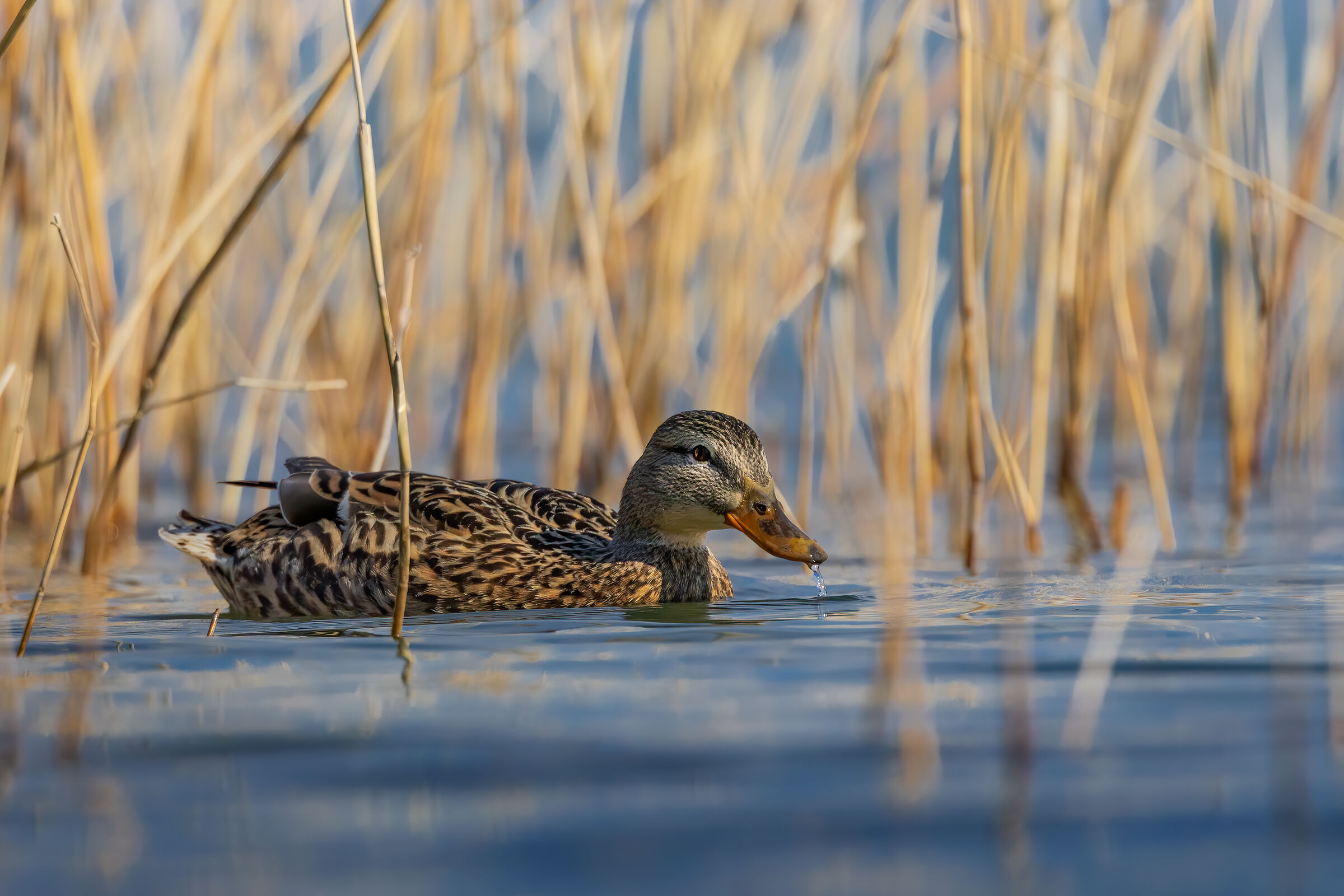 Mallard female in the reed bed