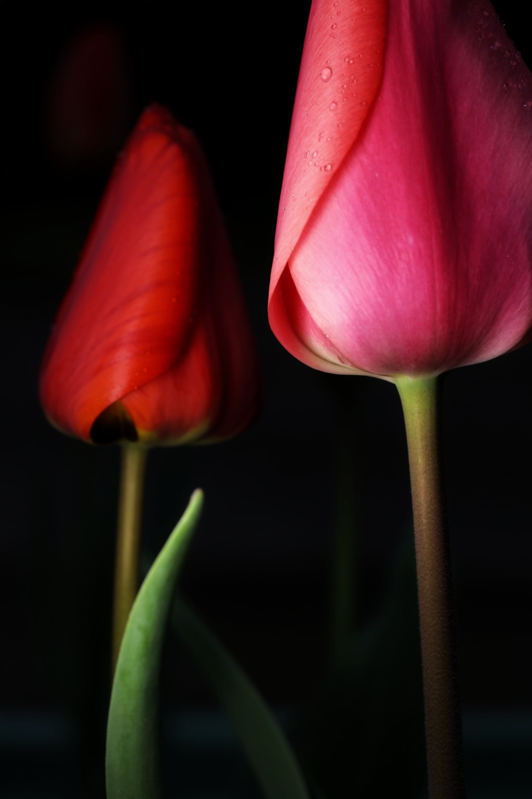 tulip