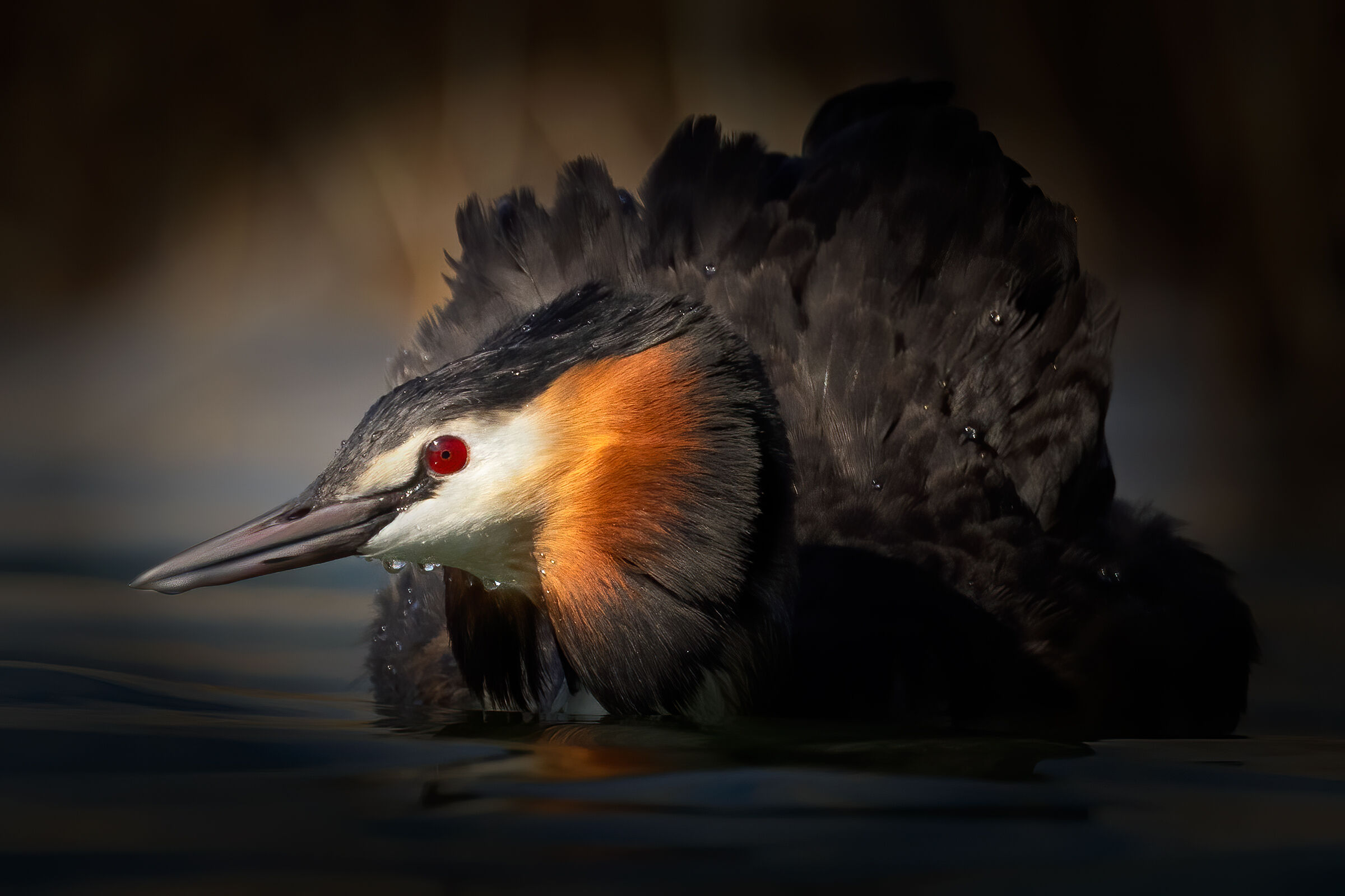 Portrait of Great Crested Grebe in the Reed Forest