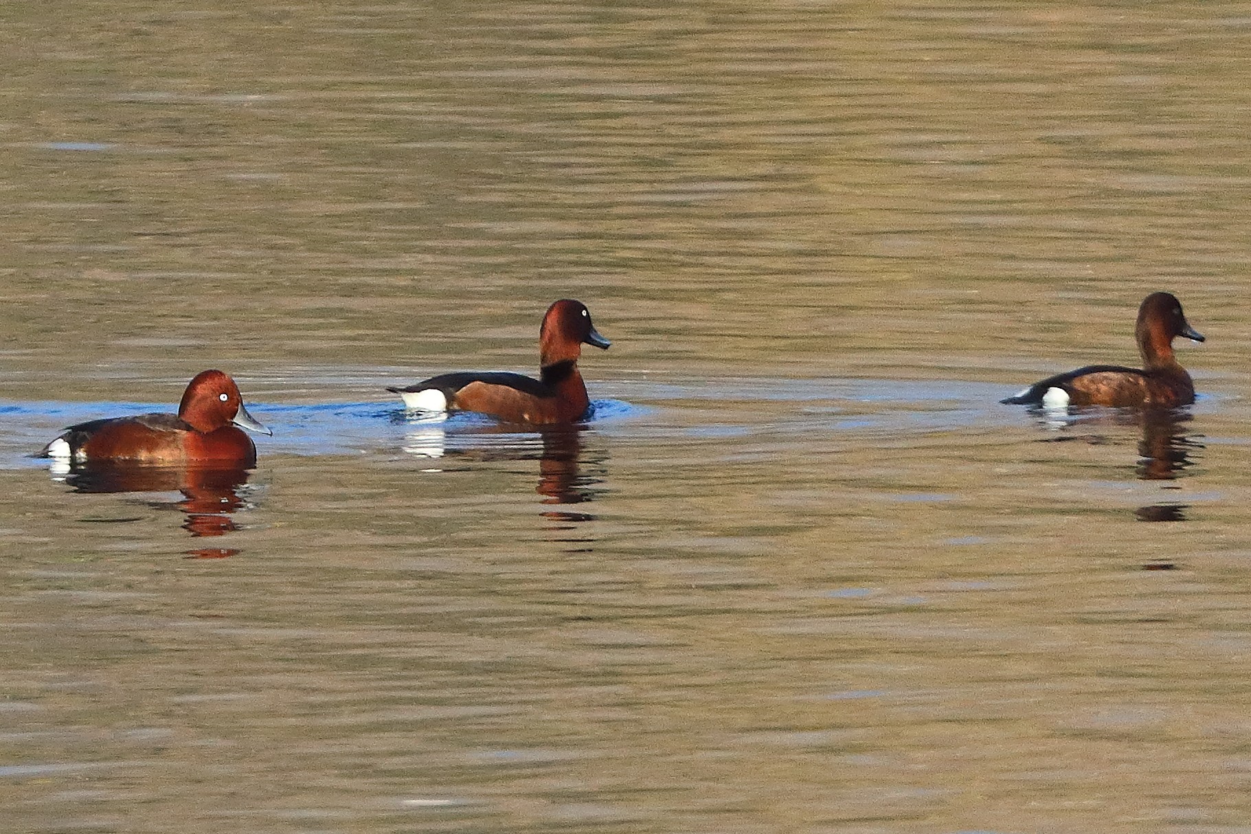 Morette T 16 novembre 2024 - 0011