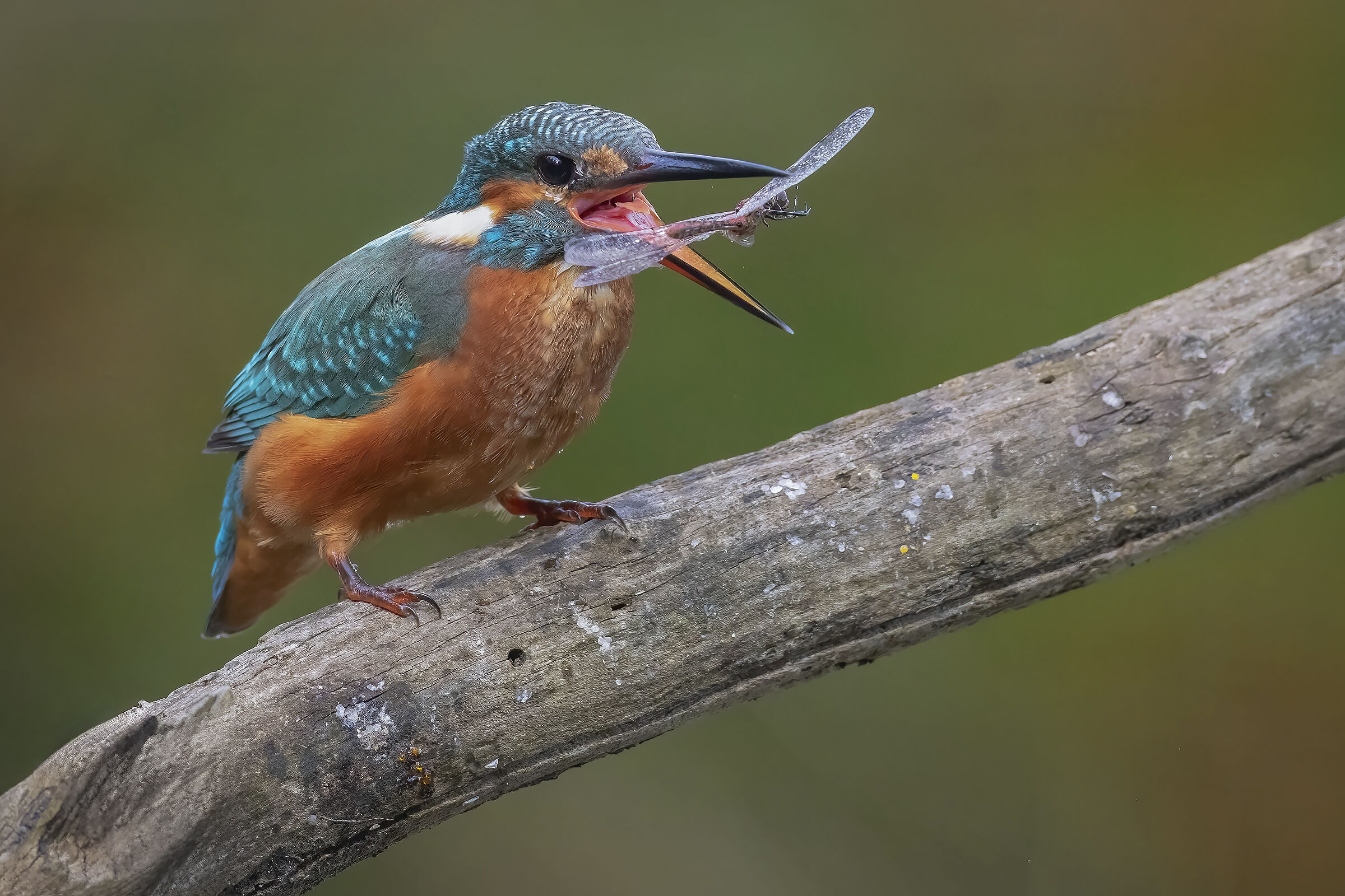 Caught on the fly ....