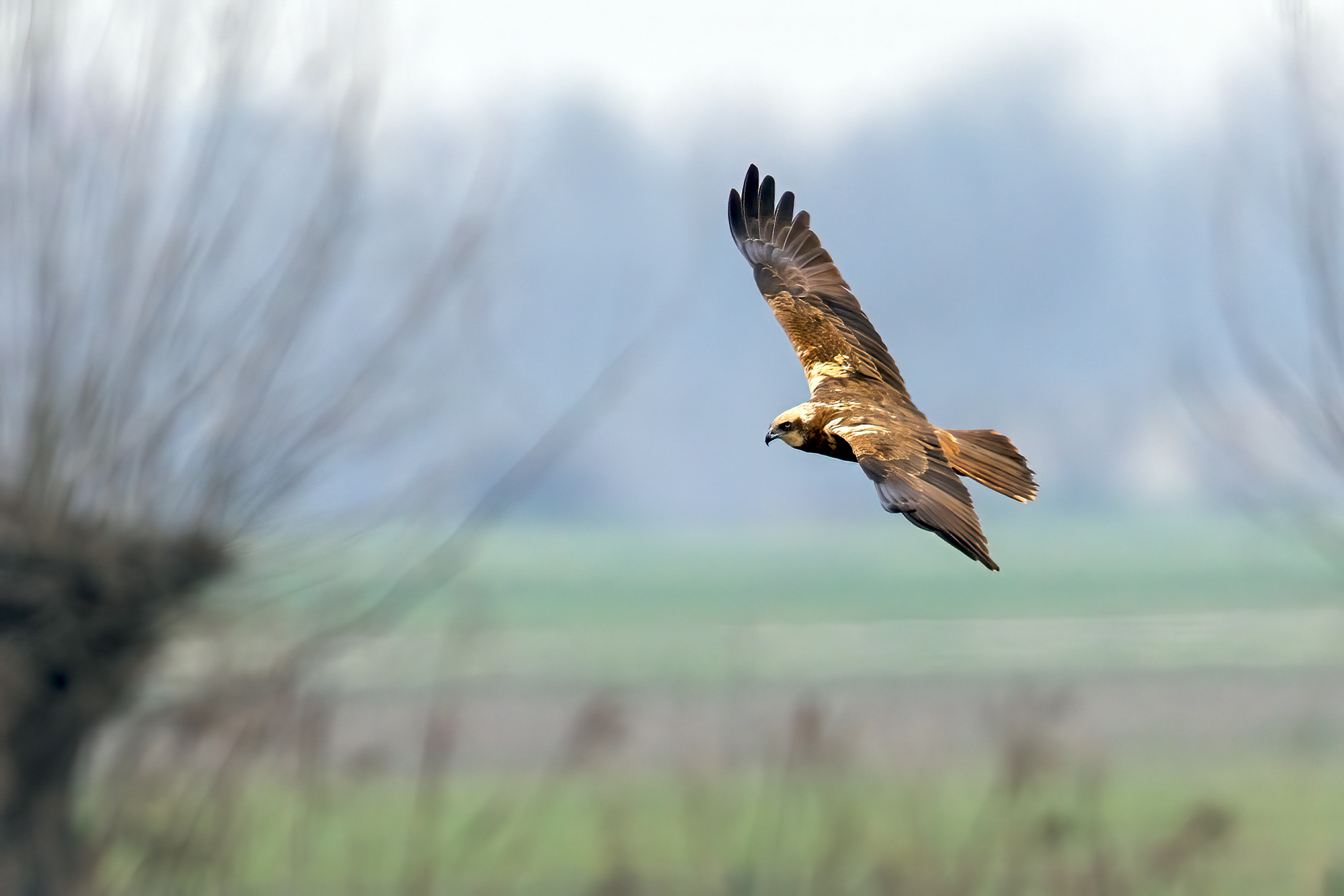 Marsh Harrier in Racconigi
