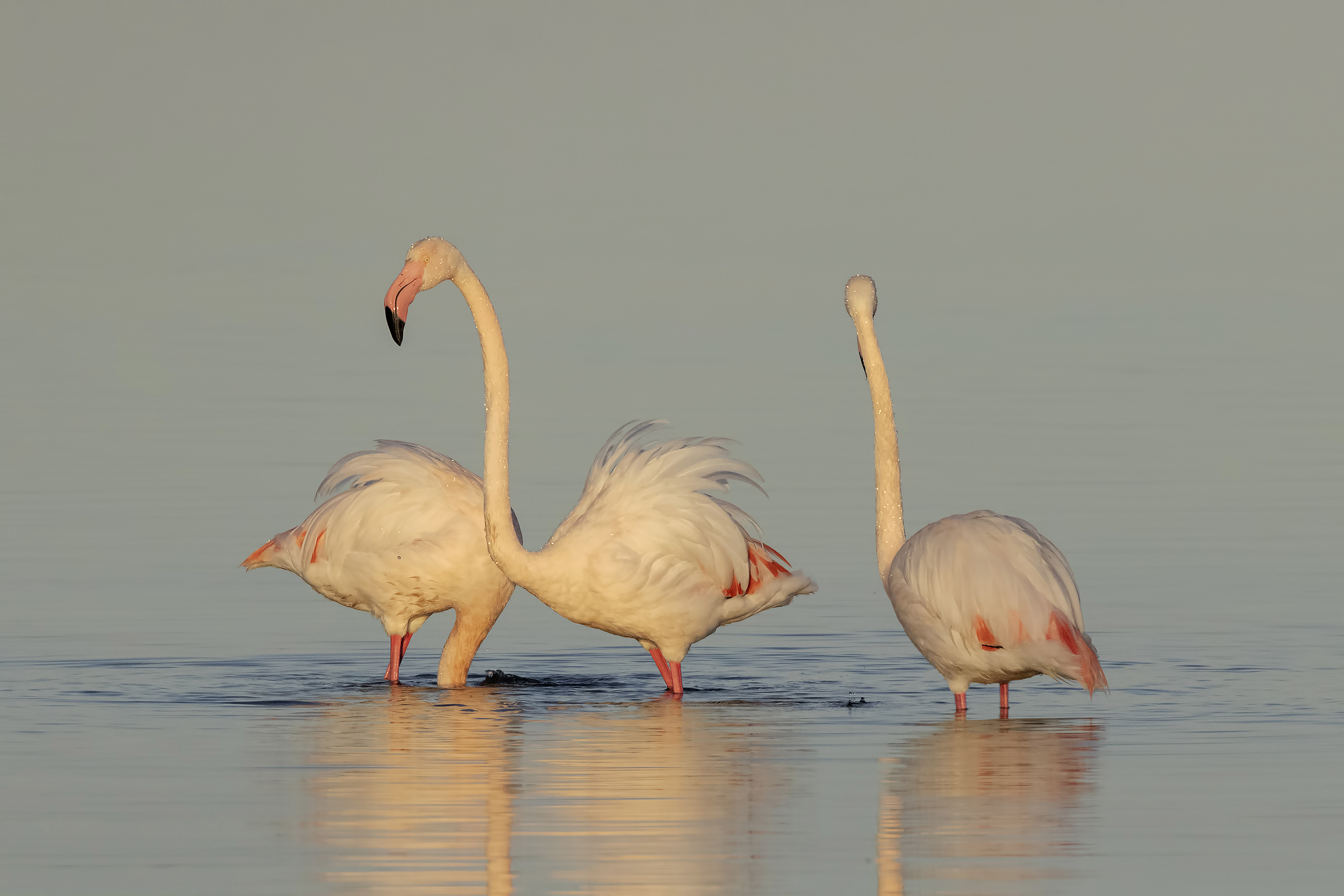 Pink Flamingos