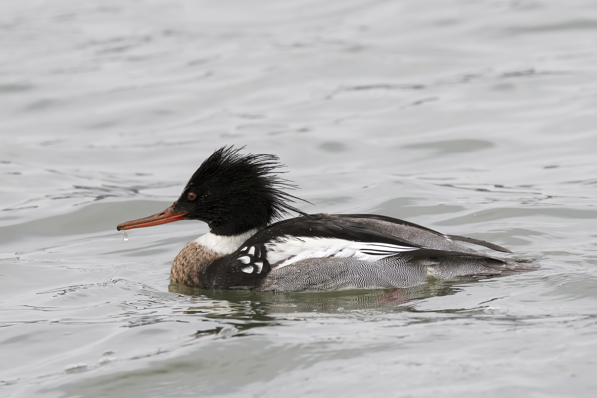 Lesser Merganser Male