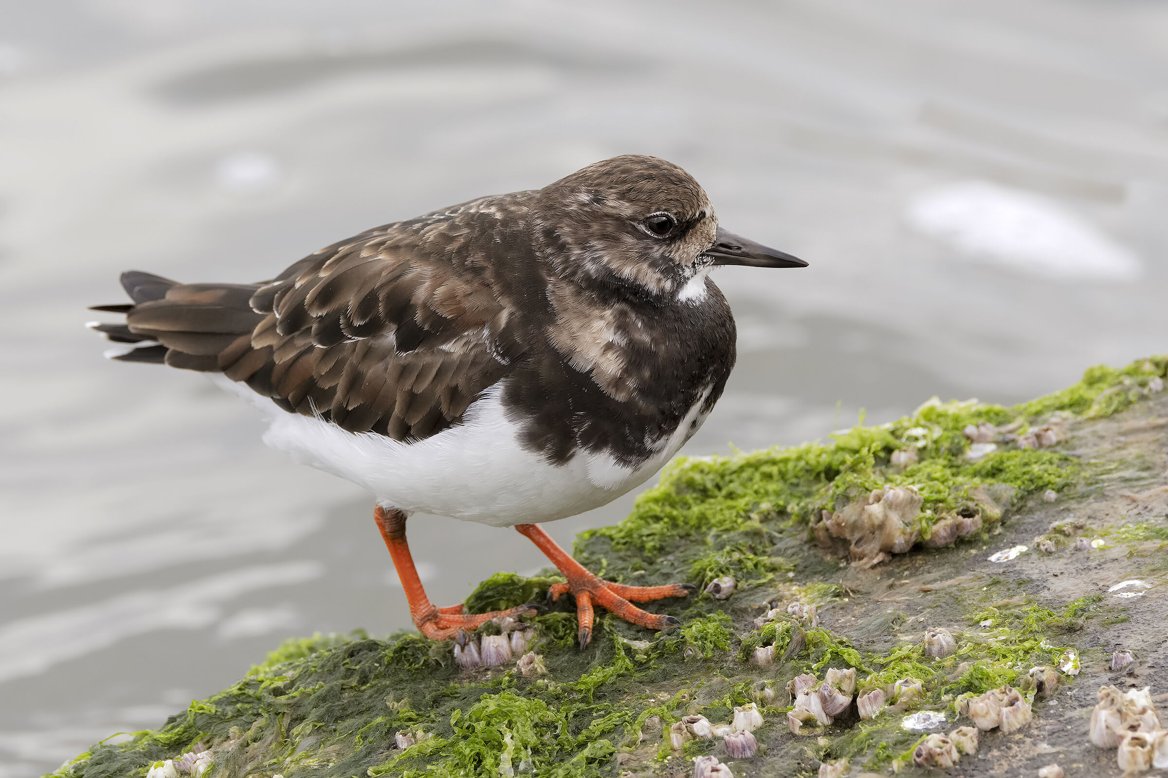 Turnstones