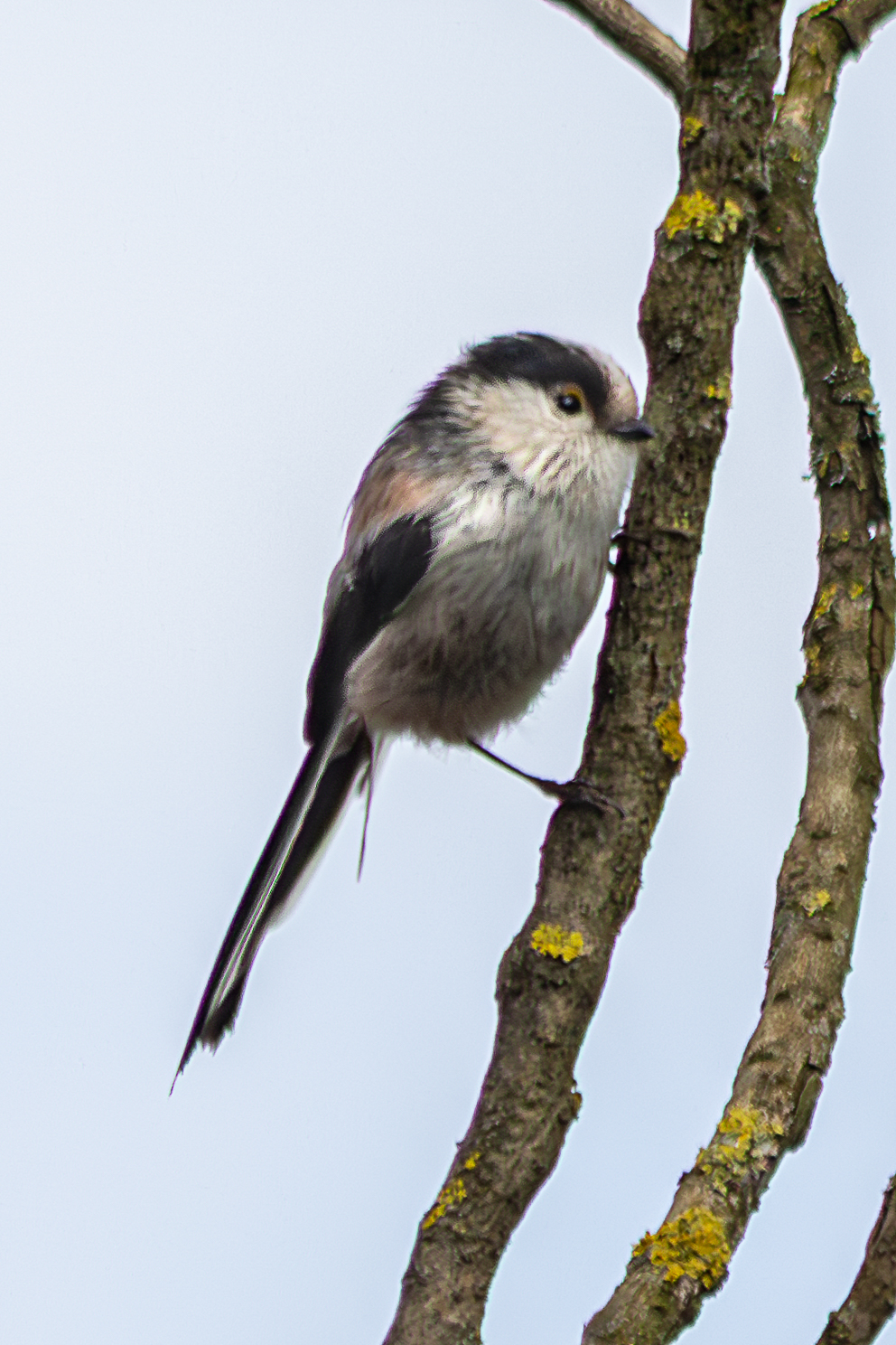 Codibùgnolo (Aegithalos caudatus)