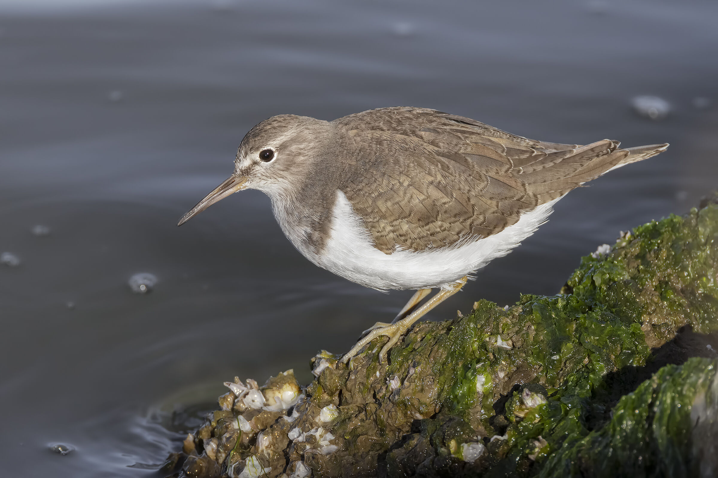 Piccolo Sandpiper