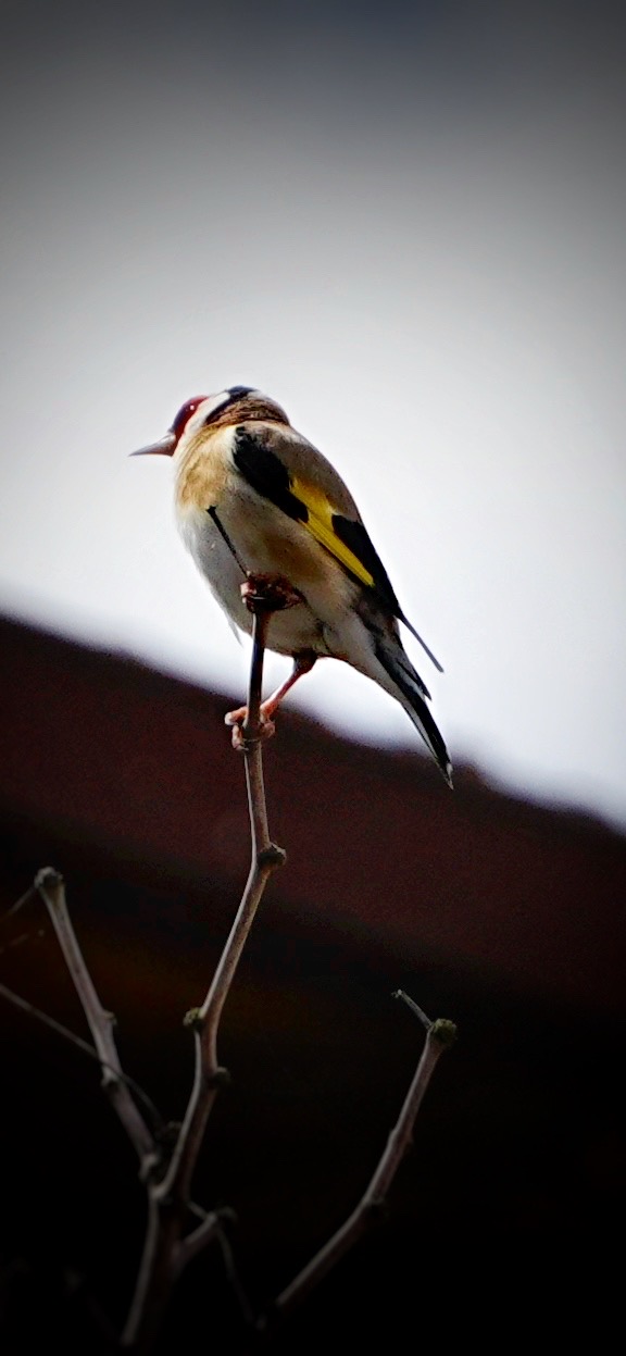 Carduelis