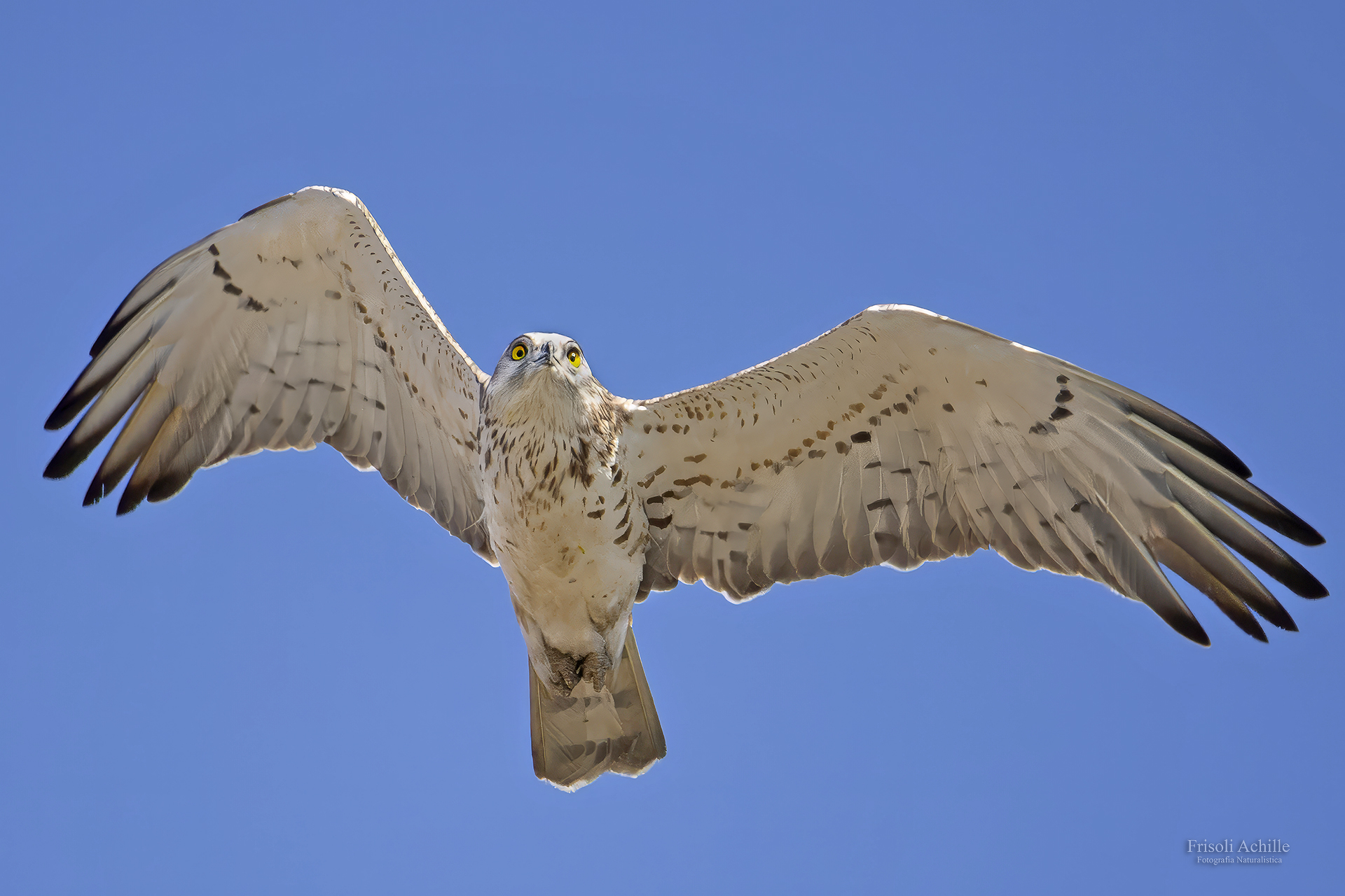 Harrier eagle