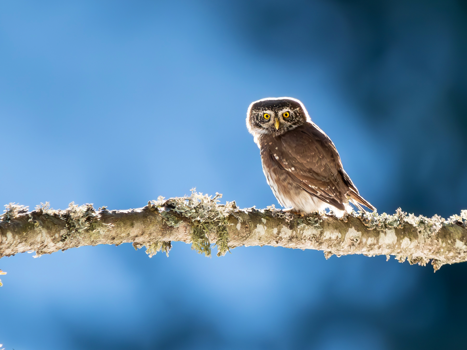 Civetta nana (Glaucidium passerinum)