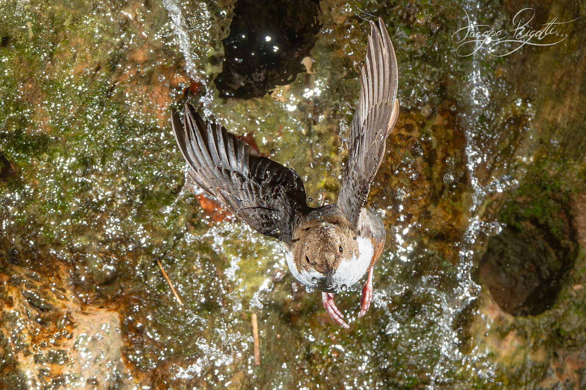 White-throated dipper