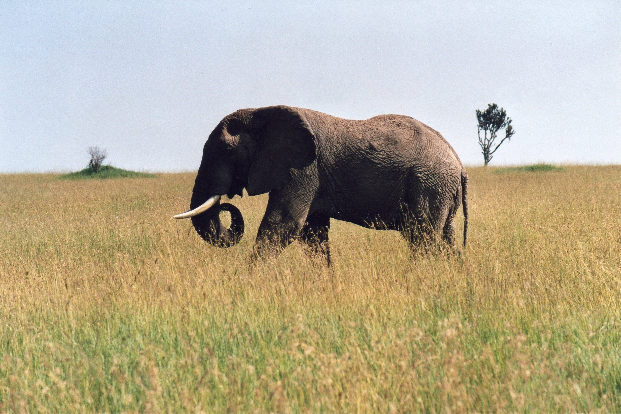 Lone elephant