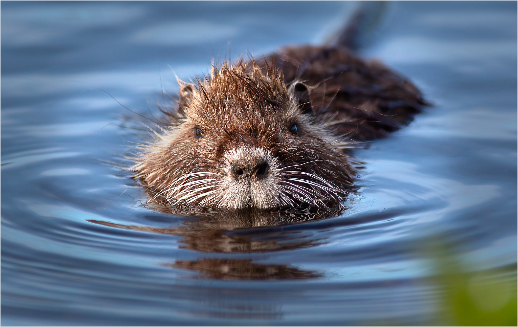 Nutria del Parco Ticino