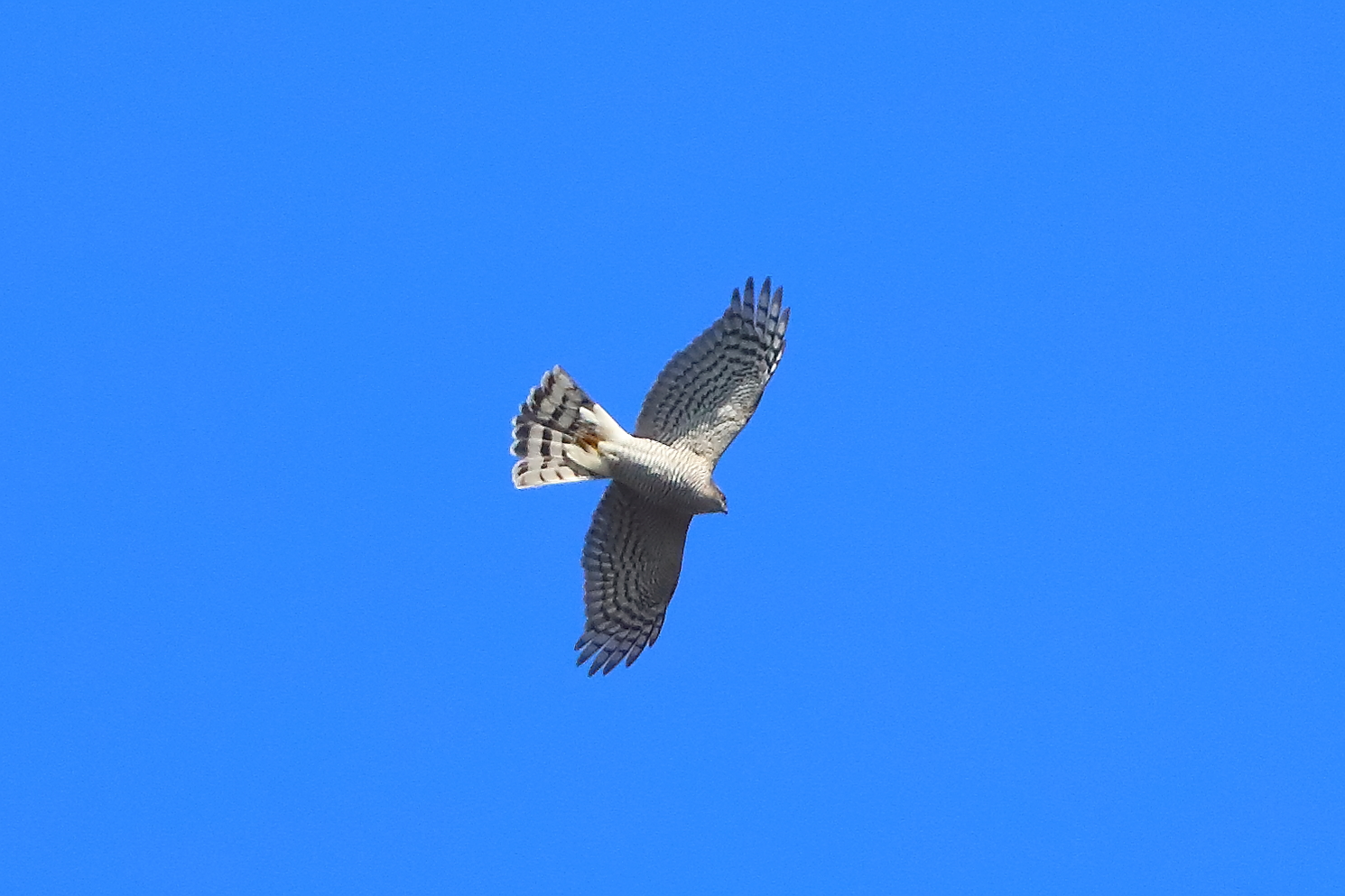 Sparviere marzo 2025 - 0058
