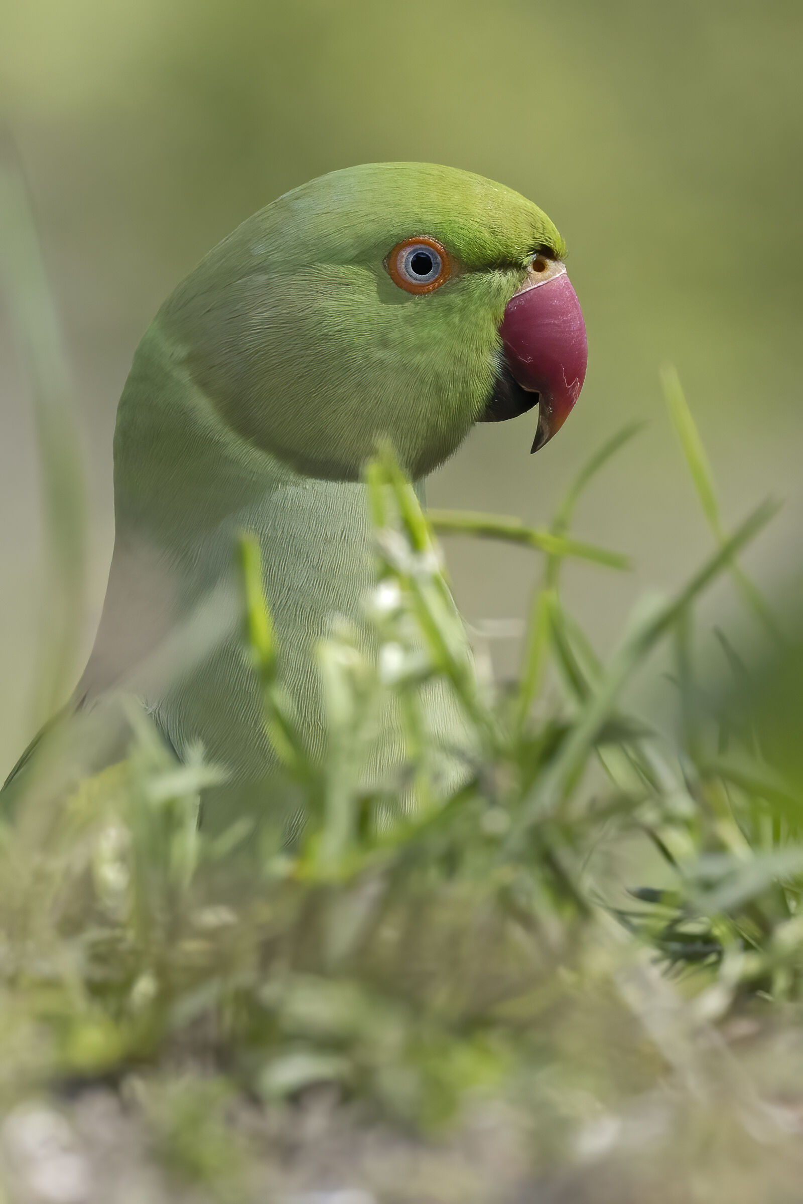 Collared parakeet