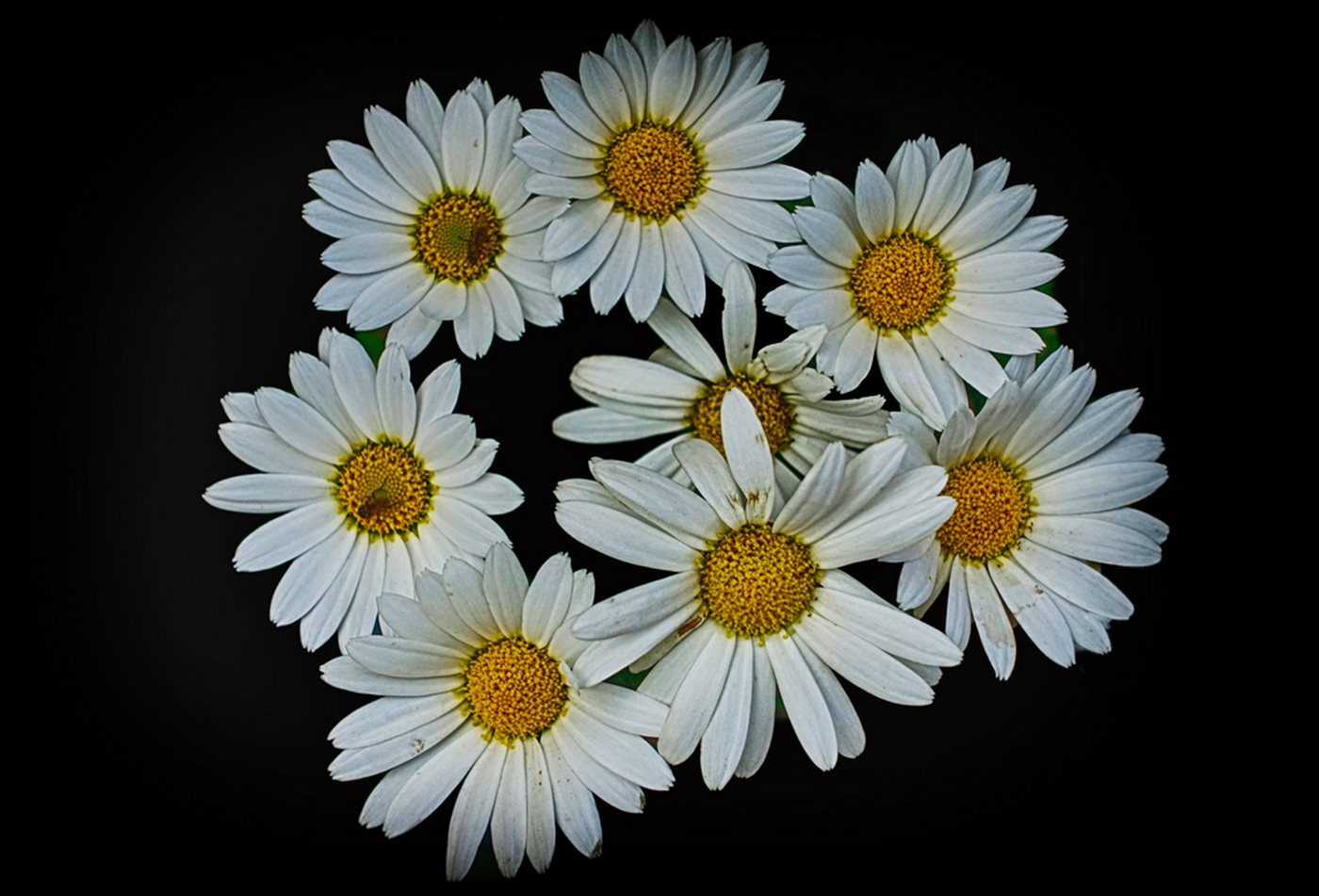 Daisies...