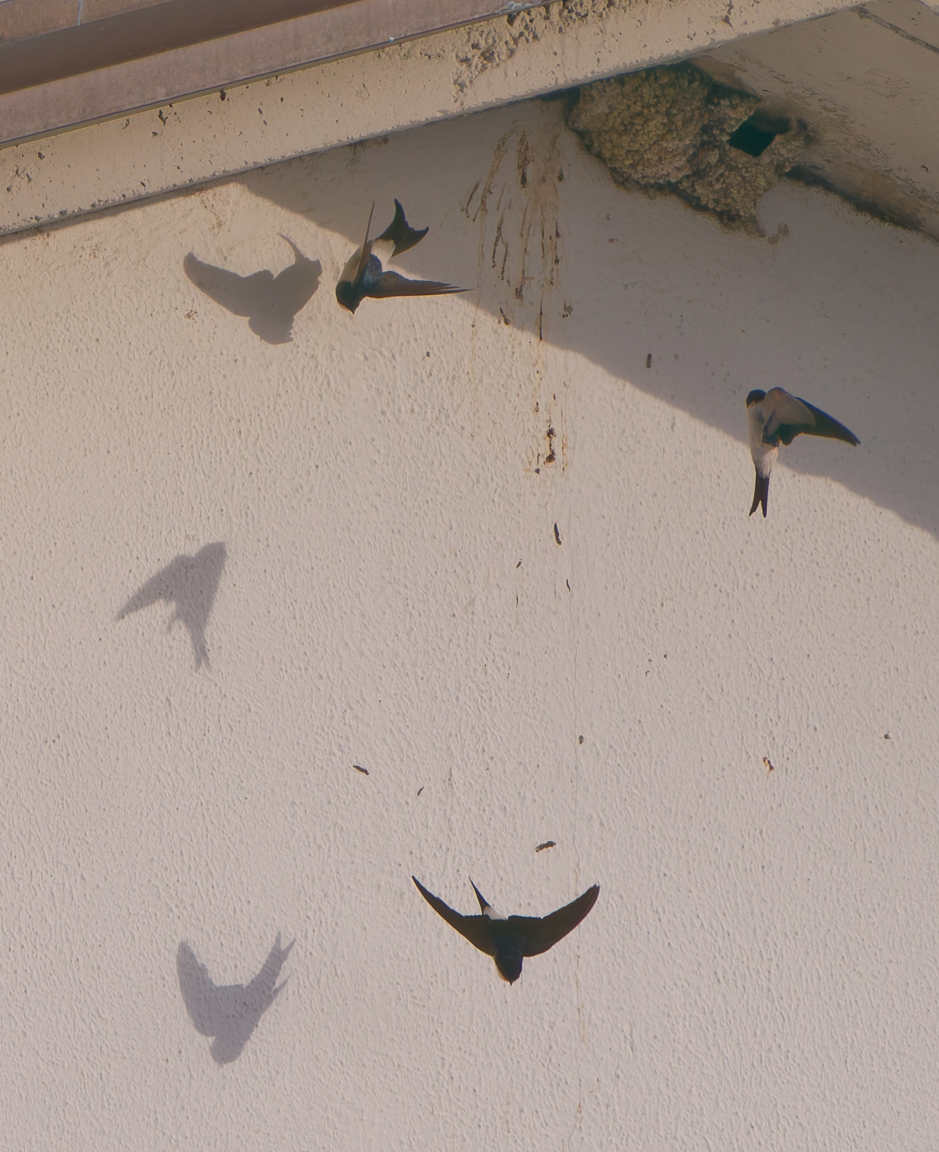 The shadows of the swallows