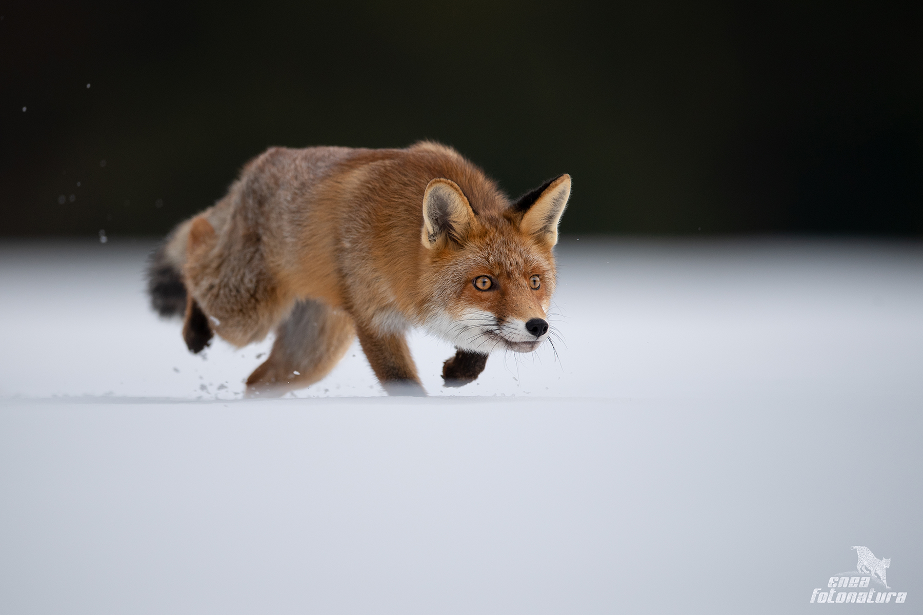 THE HUNT IS ON
