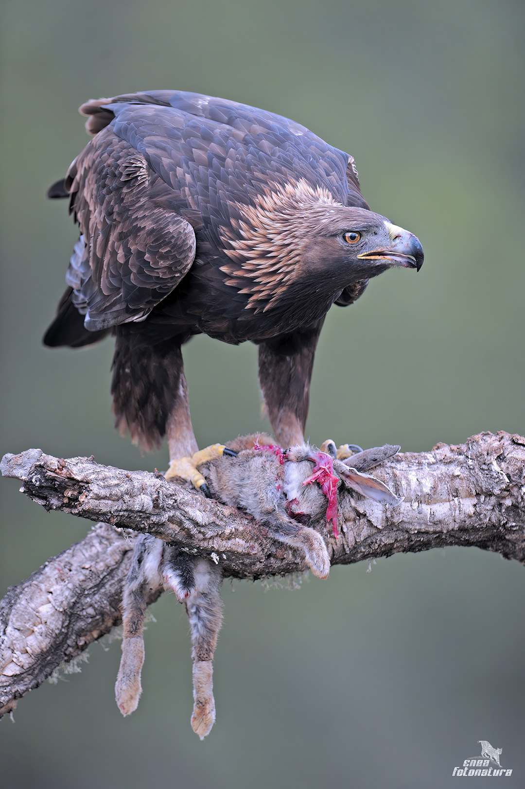GOLDEN EAGLE