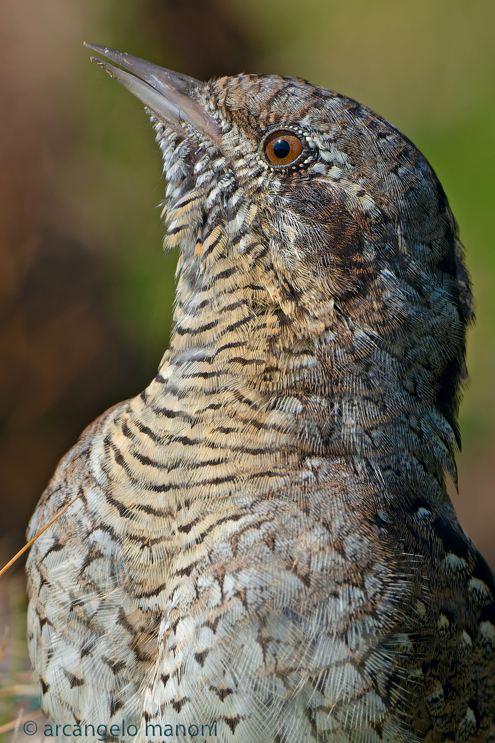 Primo piano al torcicollo