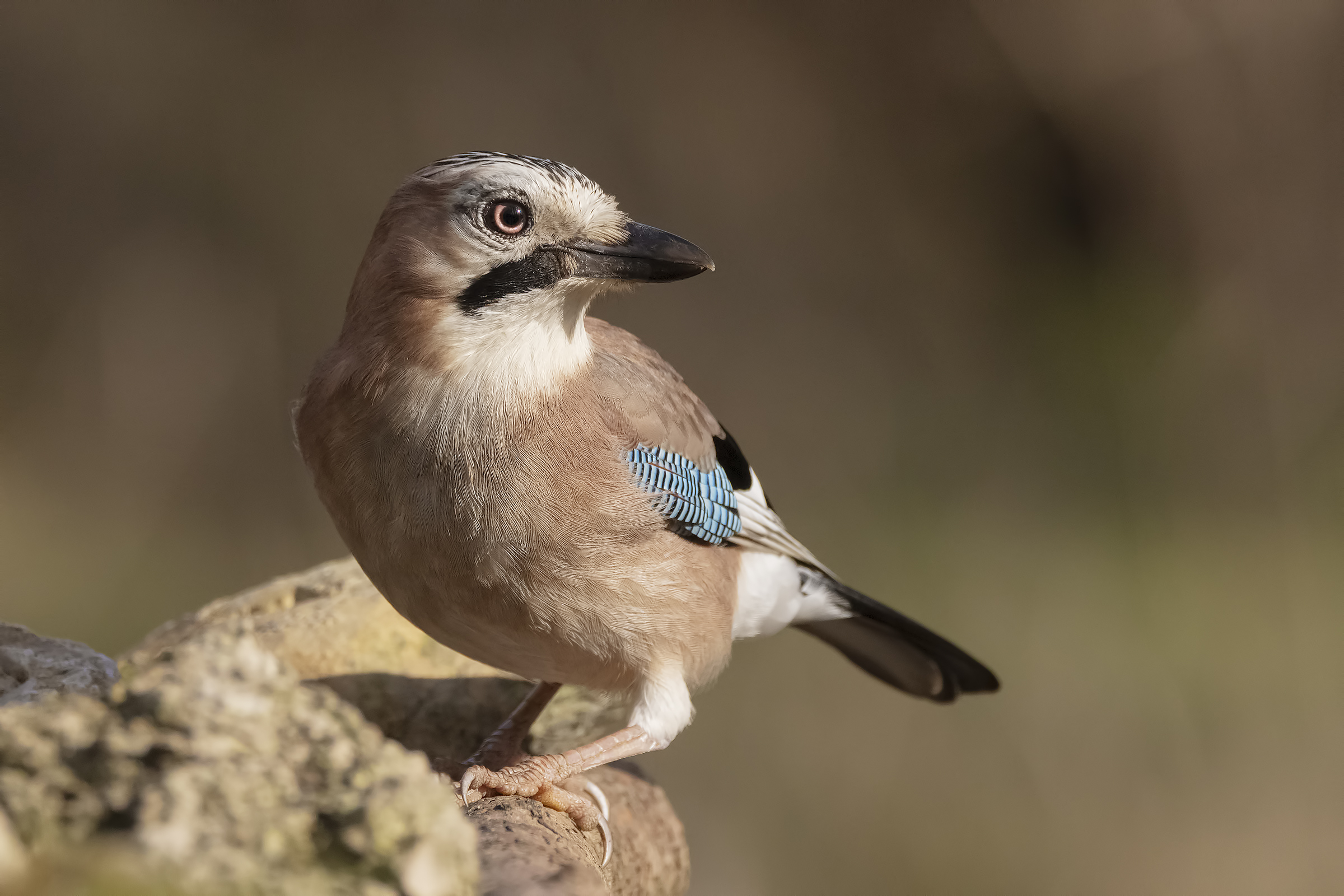 Jay