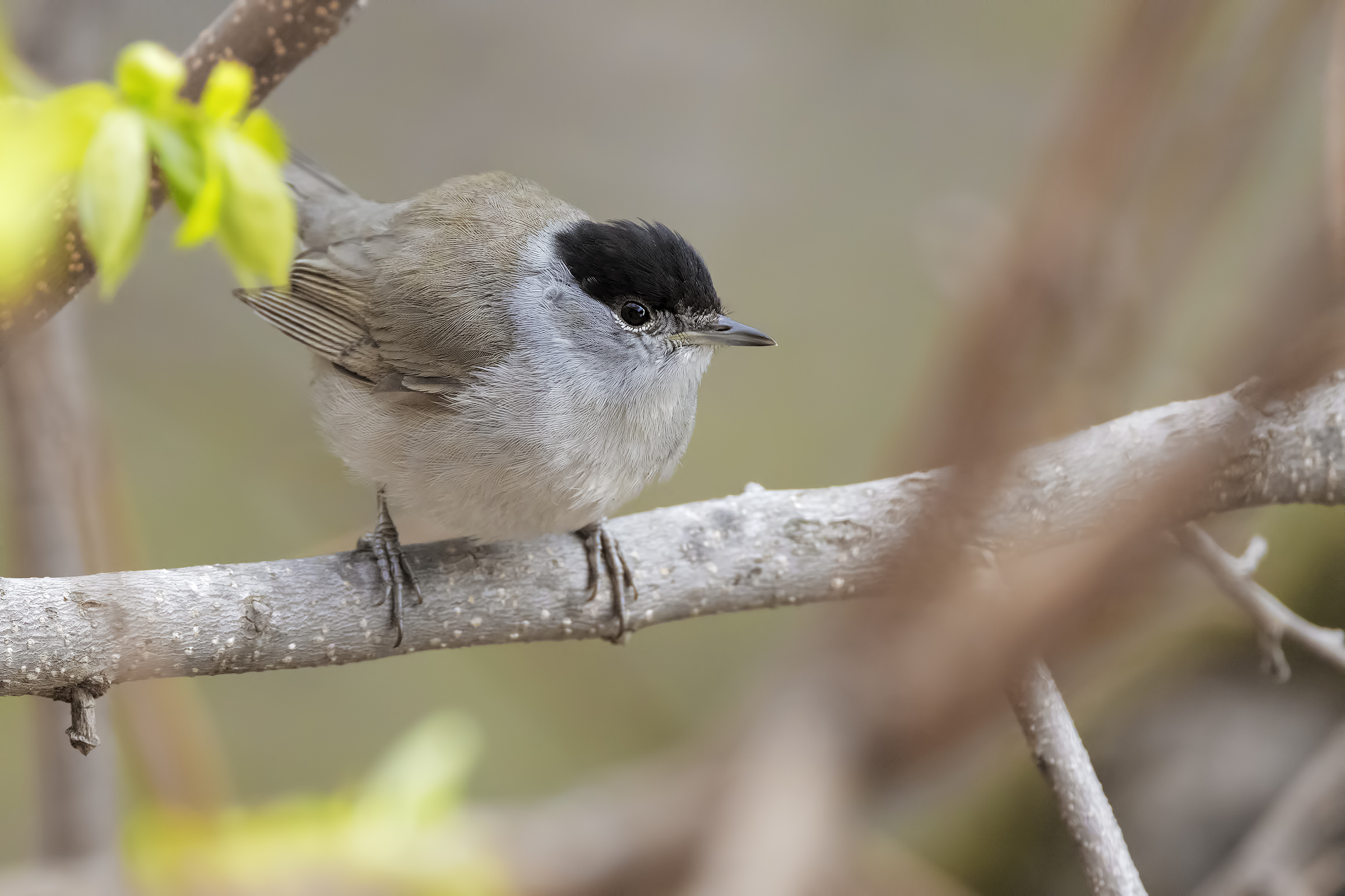 Male Blackcap