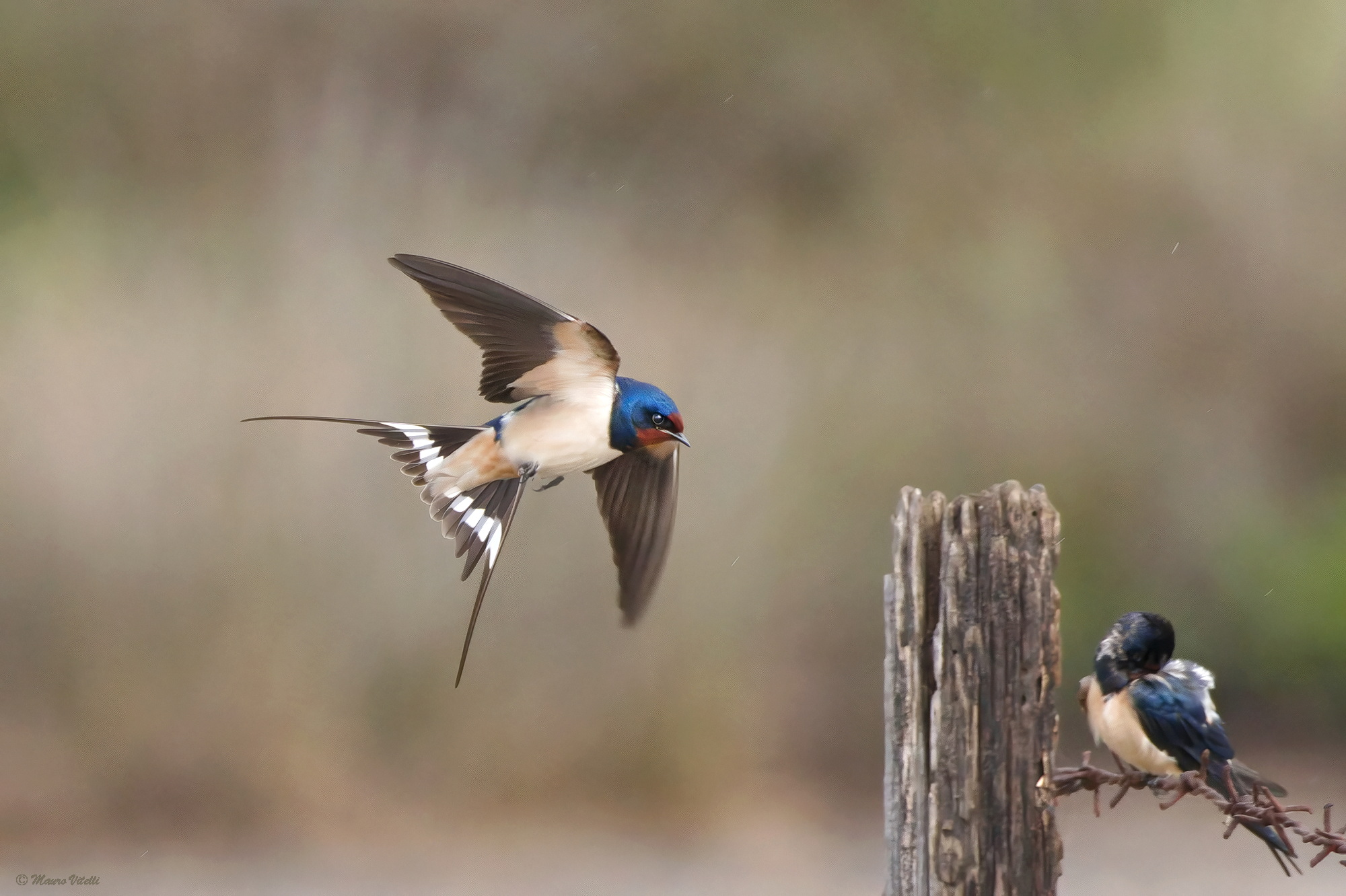 In the Rain Swallow (Hirundo rustica)