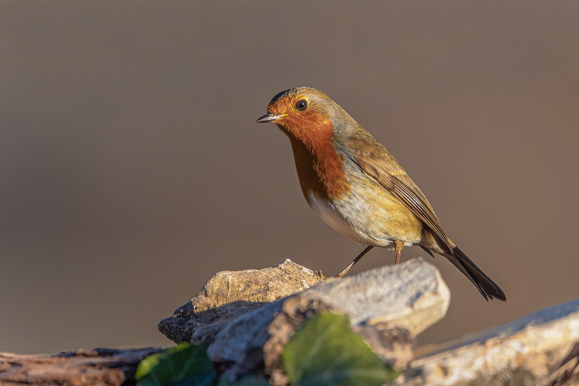 Robin