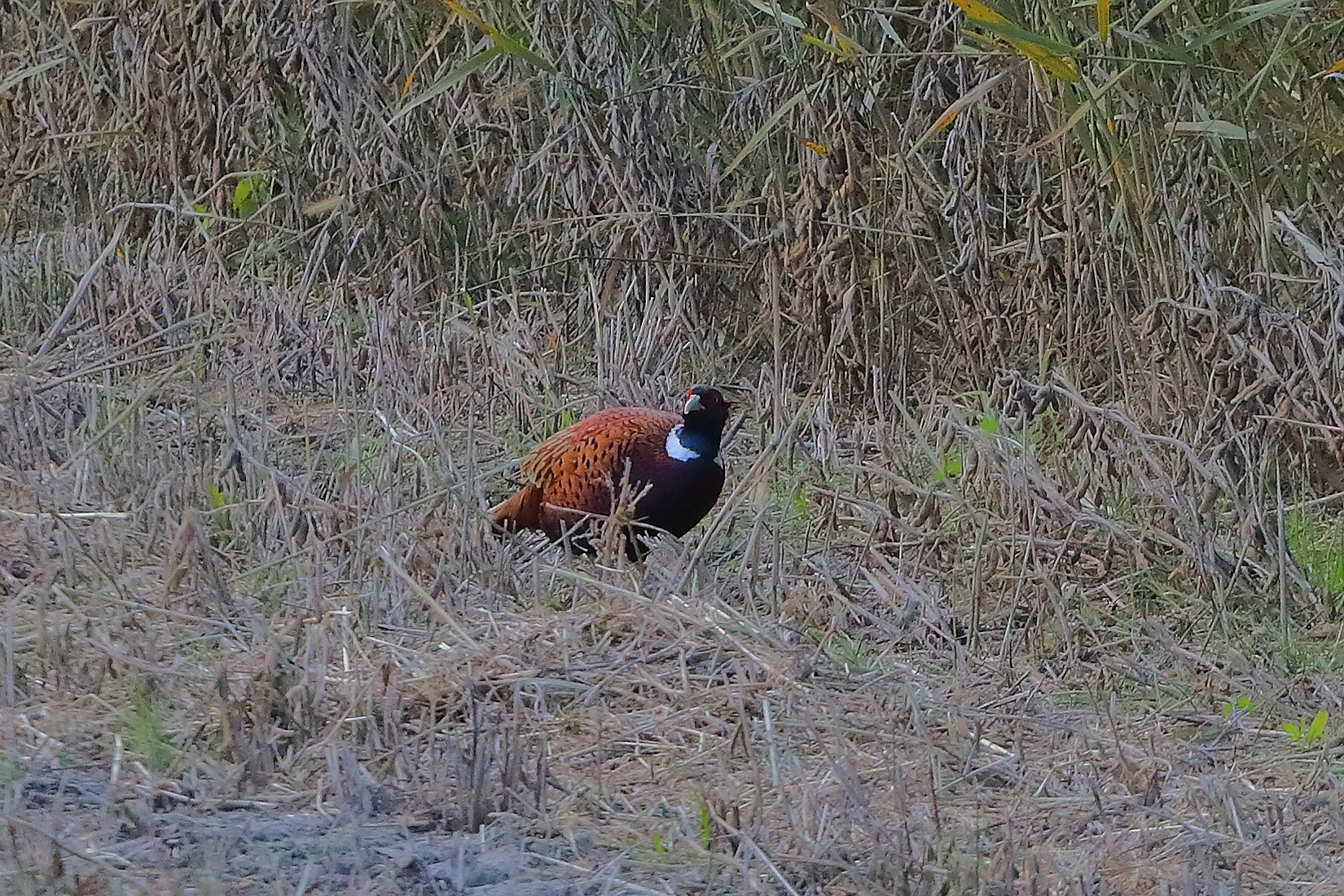 Fagiano 20 novembre 2024 - 0025