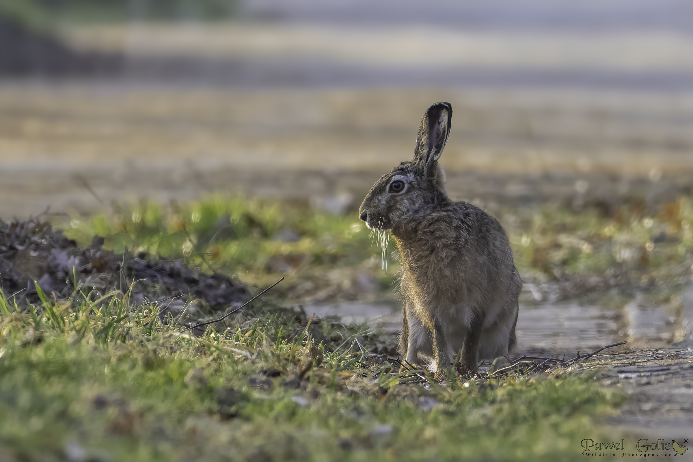 Lepre europea (Lepus europaeus)