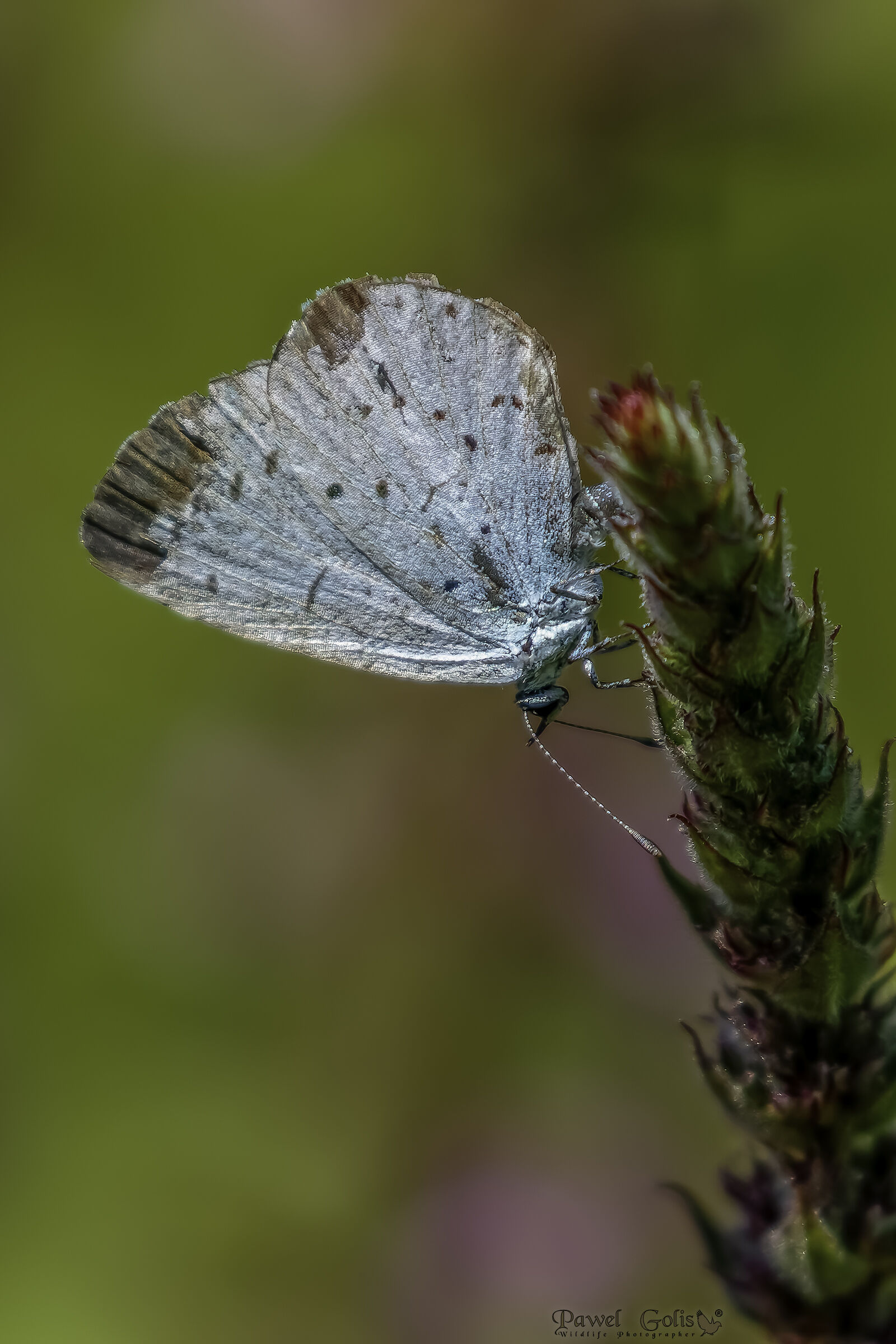 L'agrifoglio blu (Celastrina argiolus)