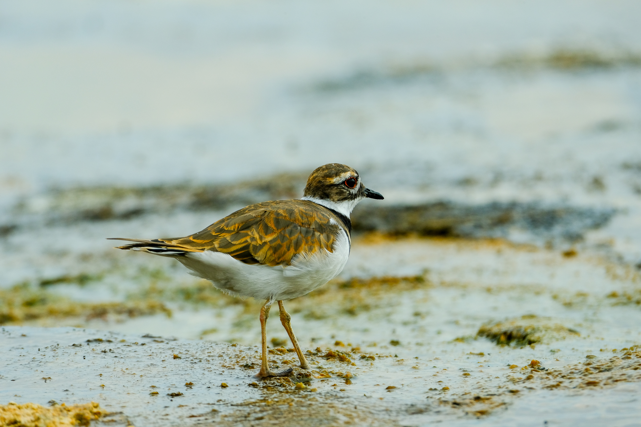 Little Ringed Plover (Charadrius dubius)