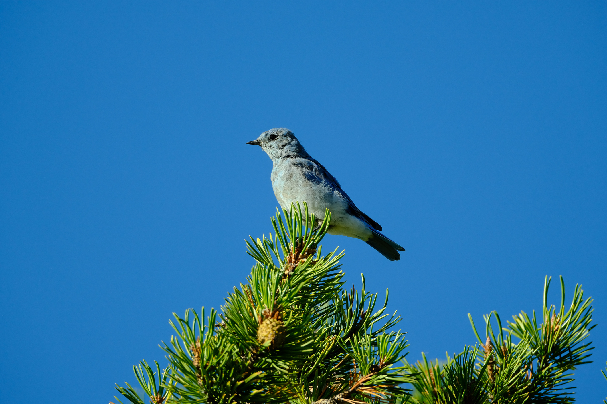 Mountain Bluebird