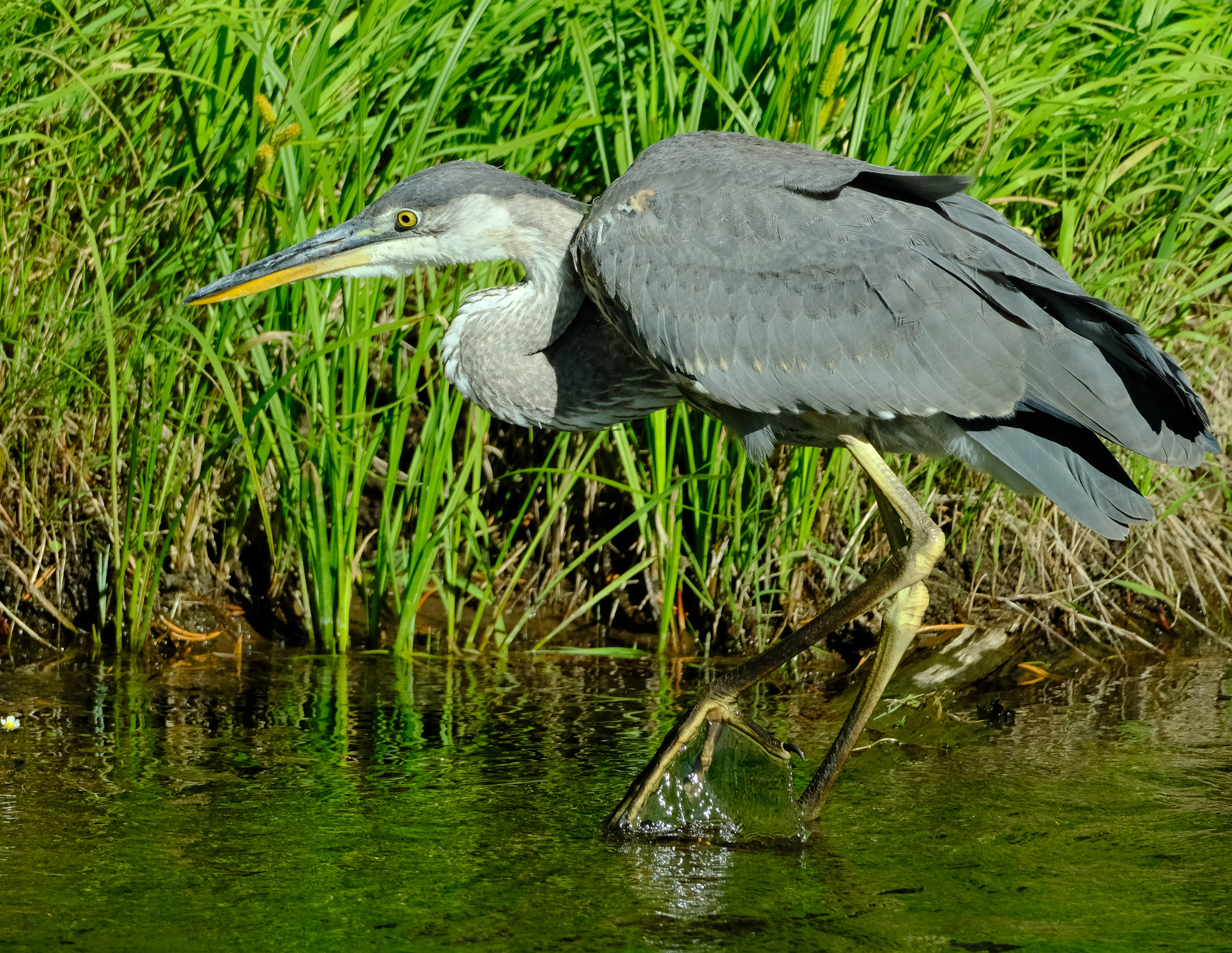 Great Blue Heron, Ardea herodias