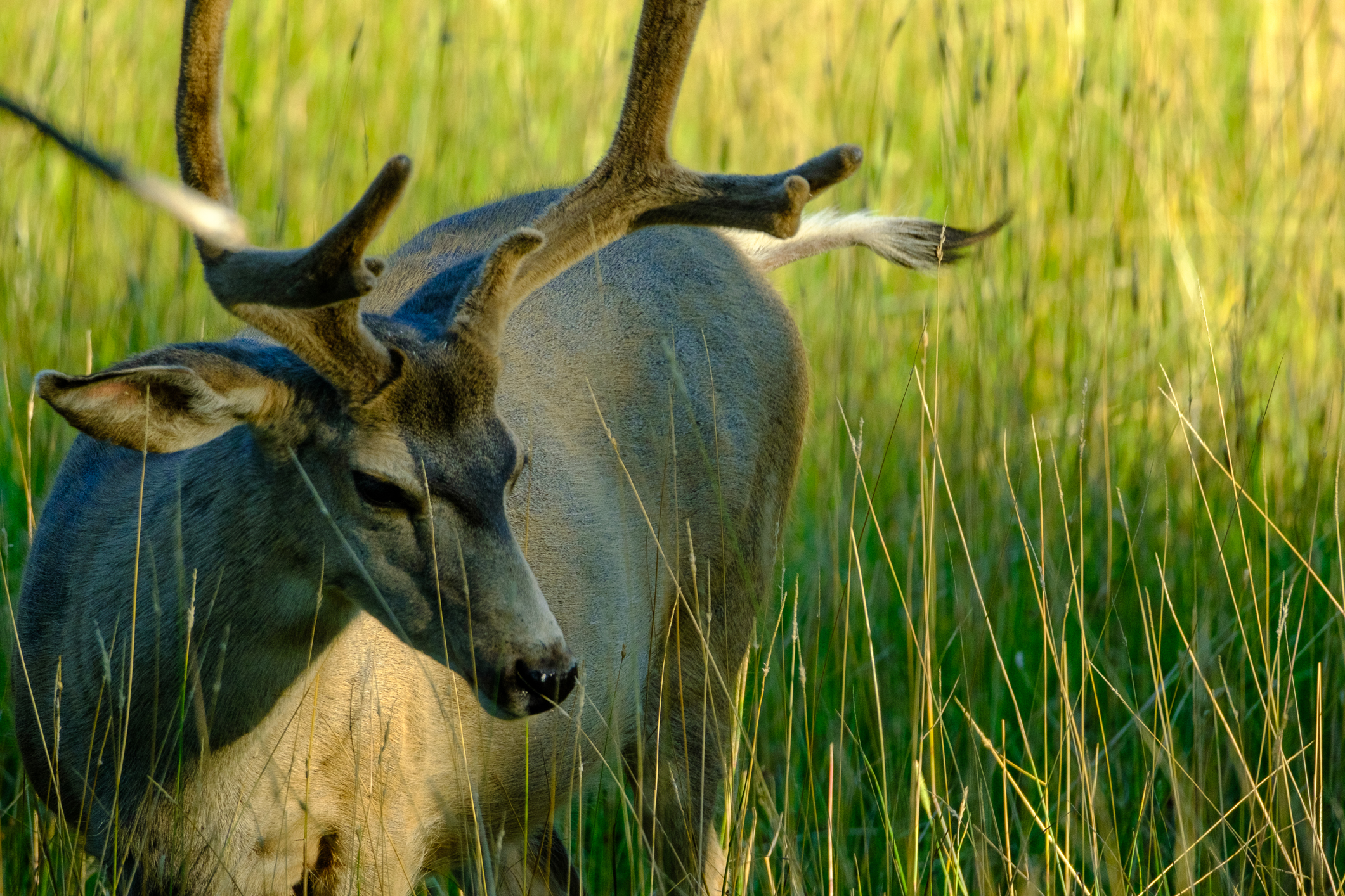 Mule deer (Odocoileus hemionus)
