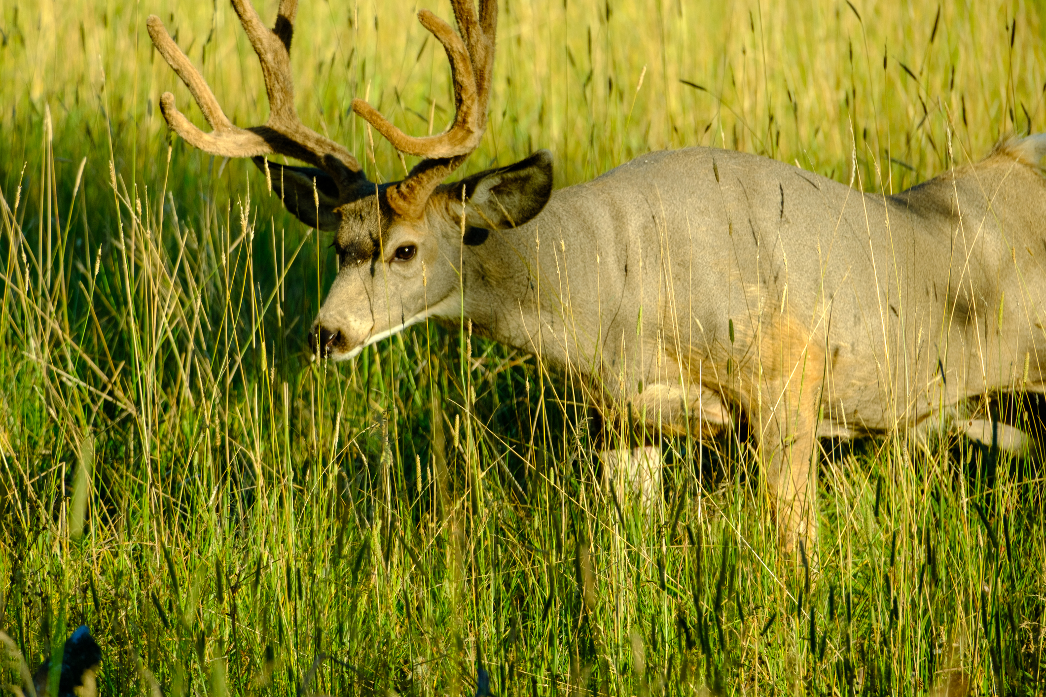 Mule deer (Odocoileus hemionus)