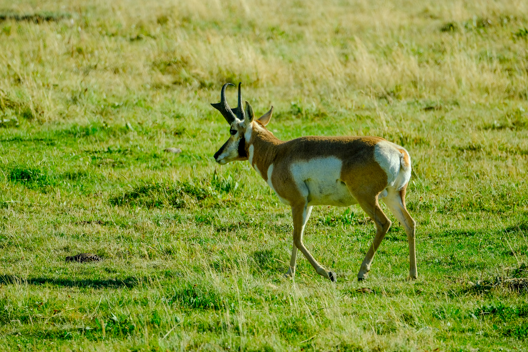 American antelope (Pronghorn)