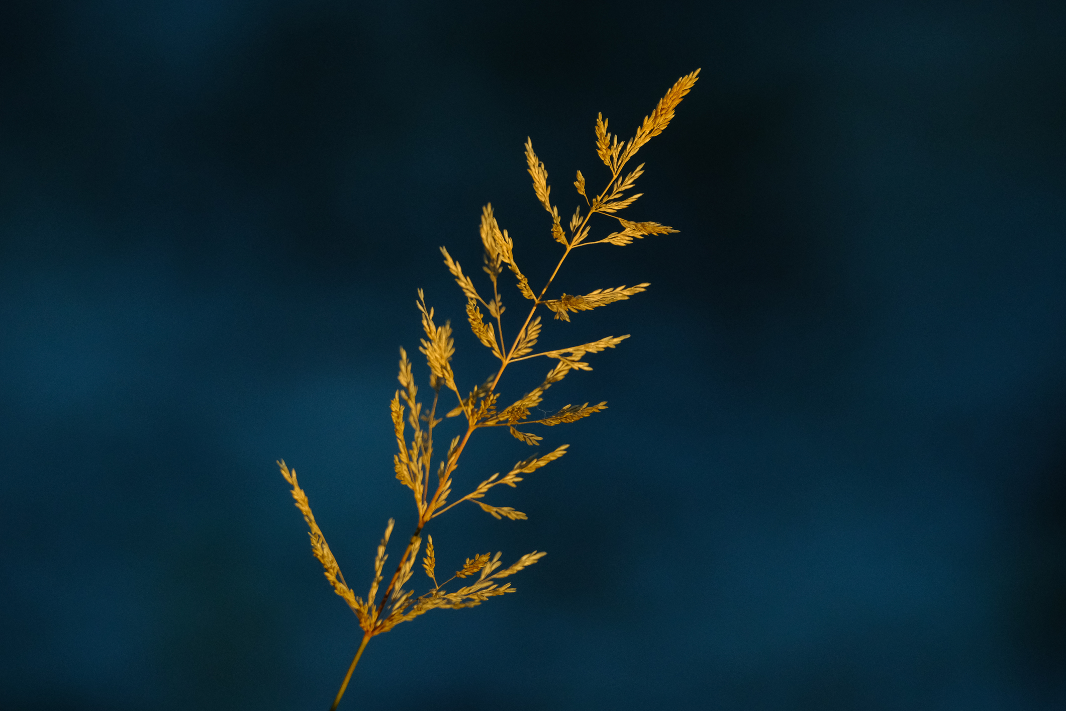 Backlit grass