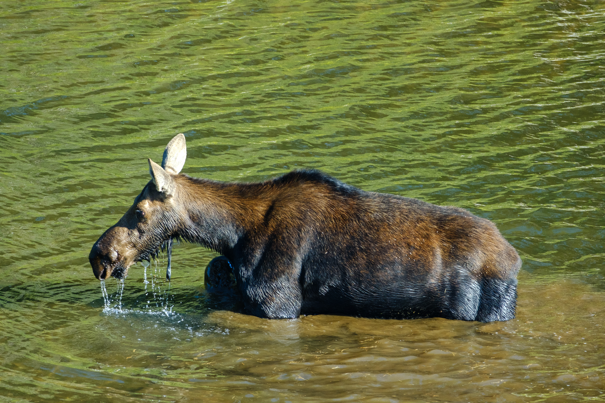 Moose (Moose, Alces alces)