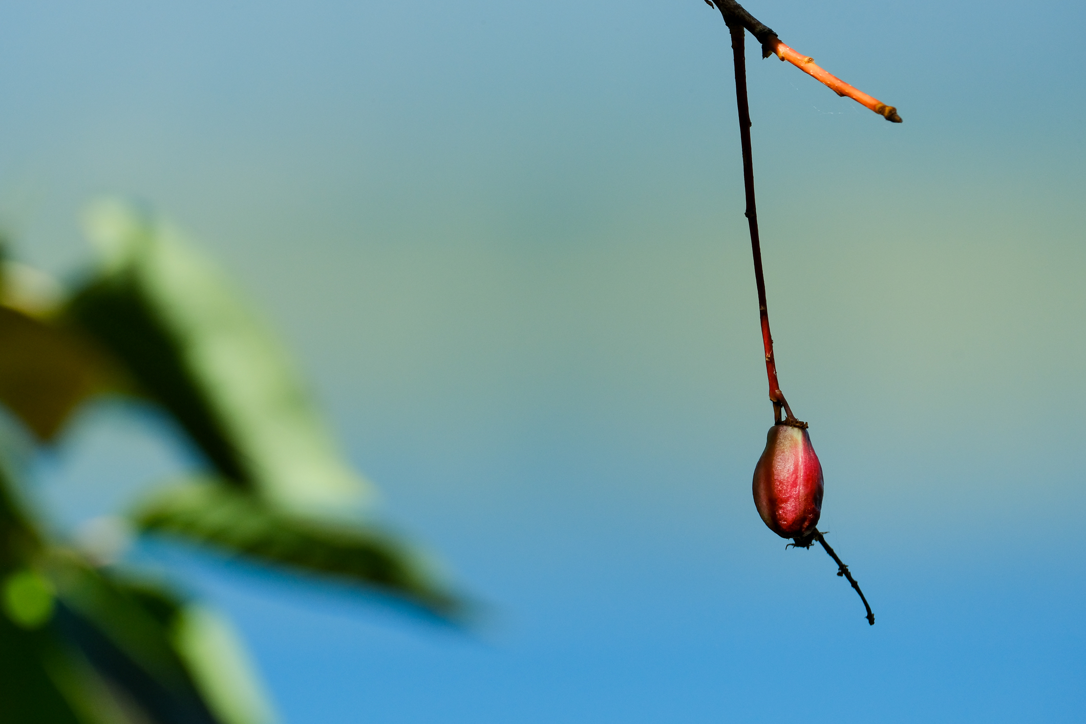 Red berry