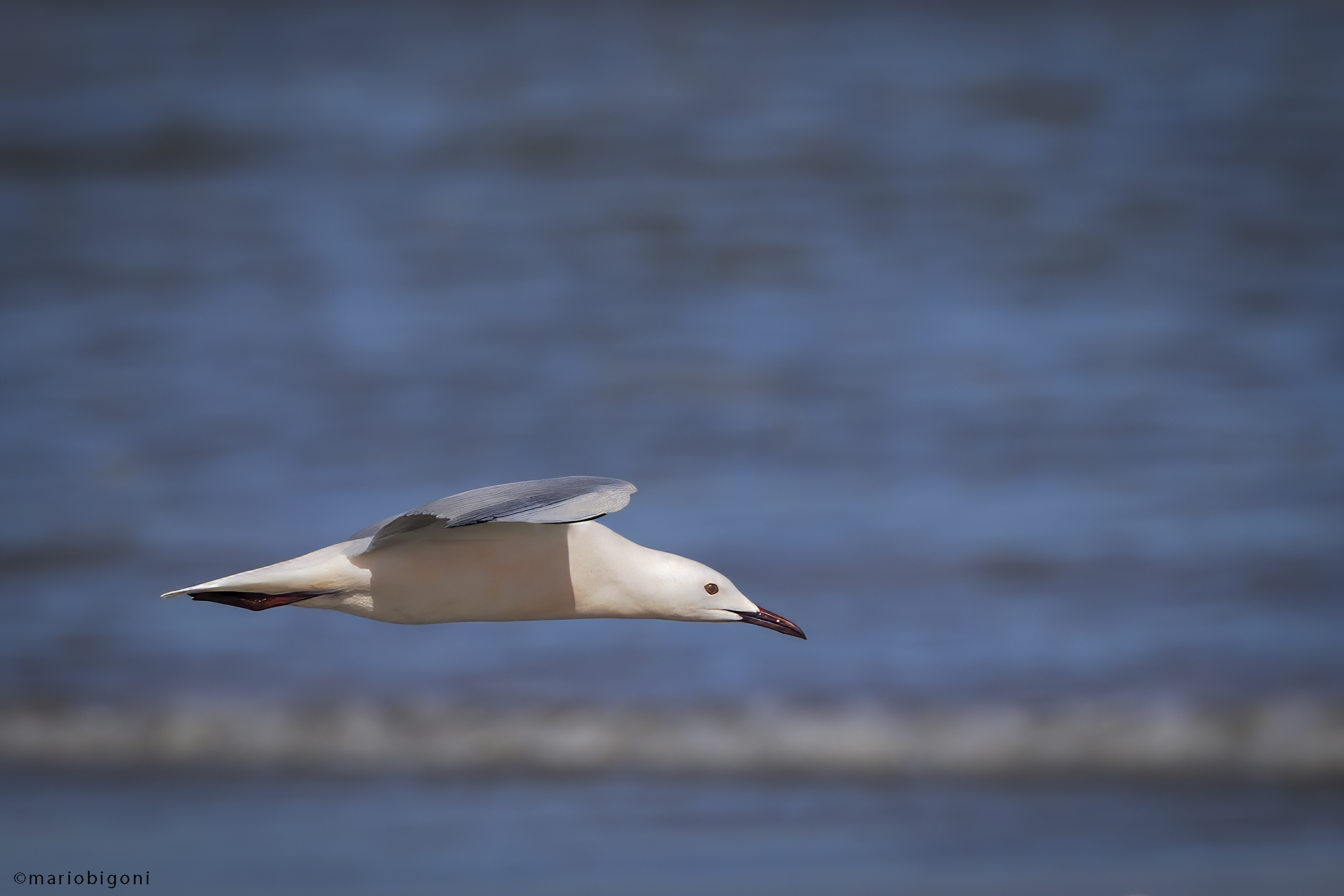 Rosy gull