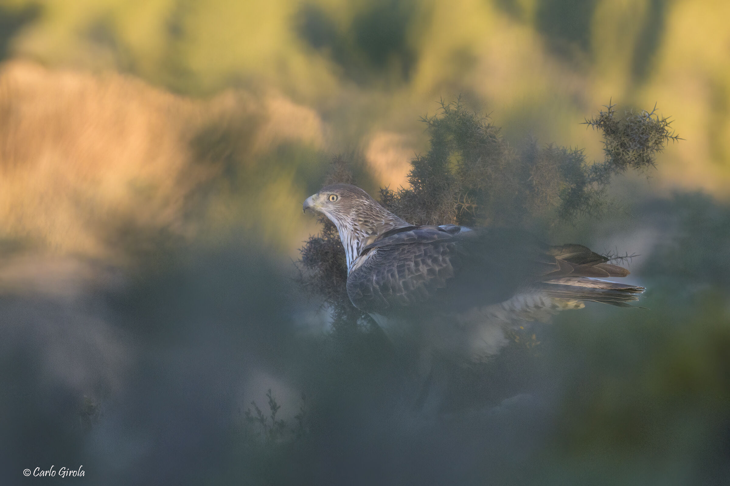 Bonelli's Eagle (Aquila fasciata)