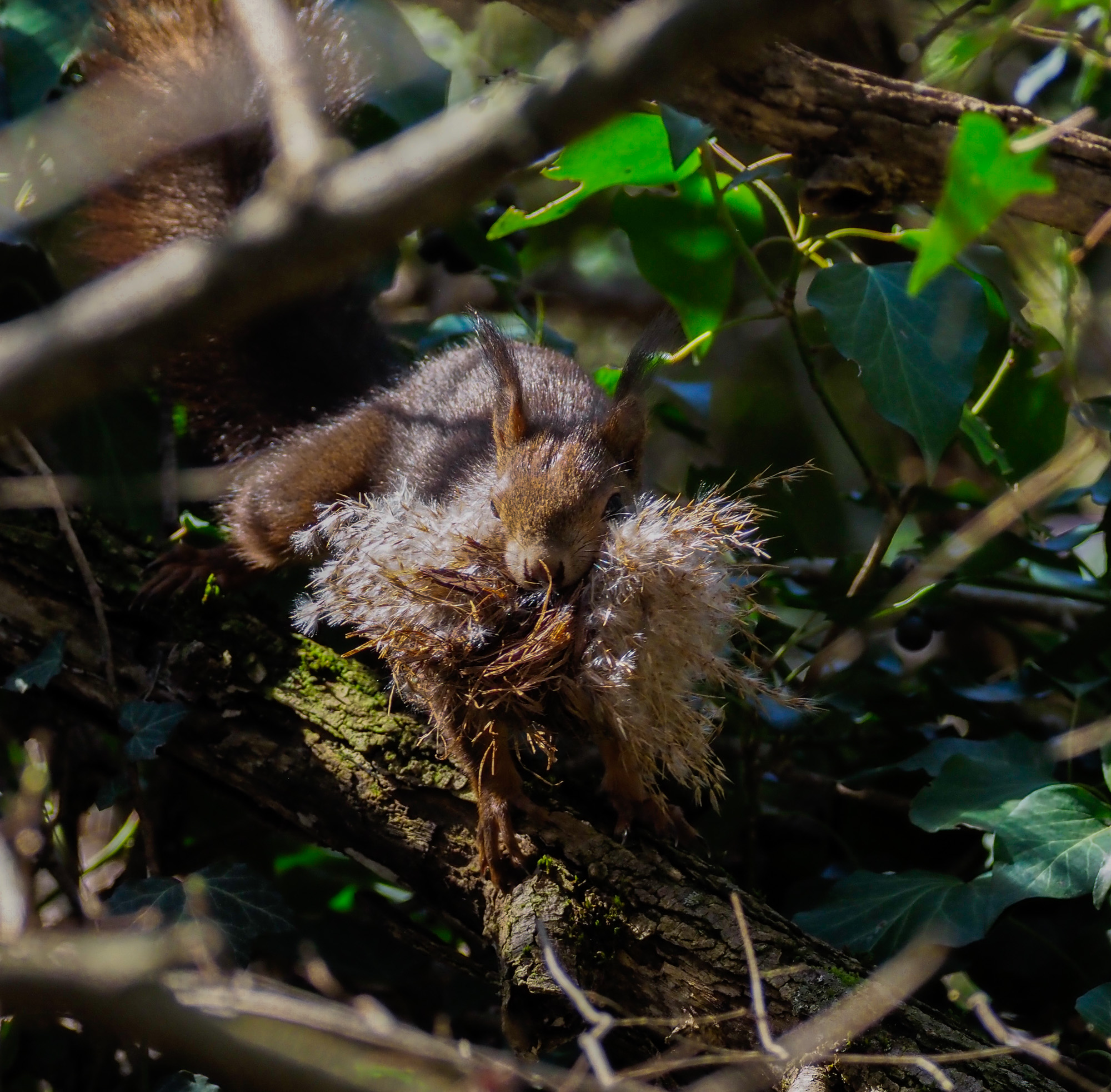 squirrel