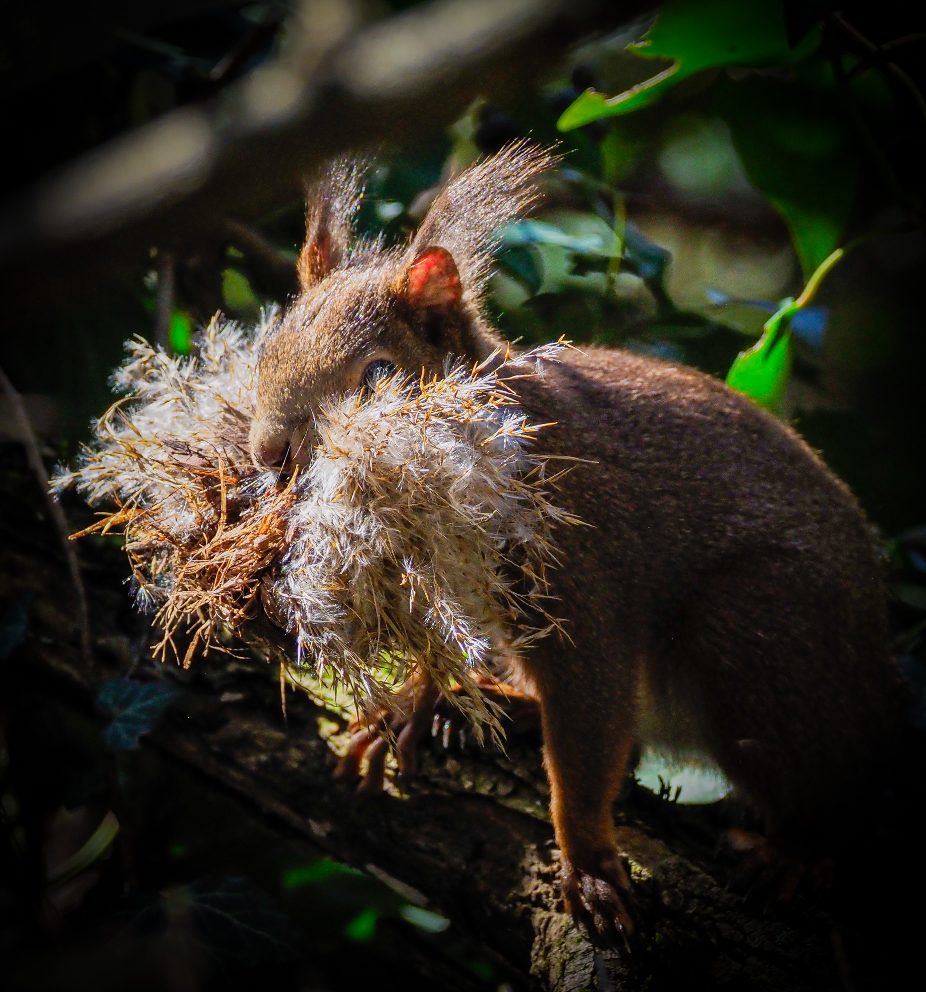 squirrel