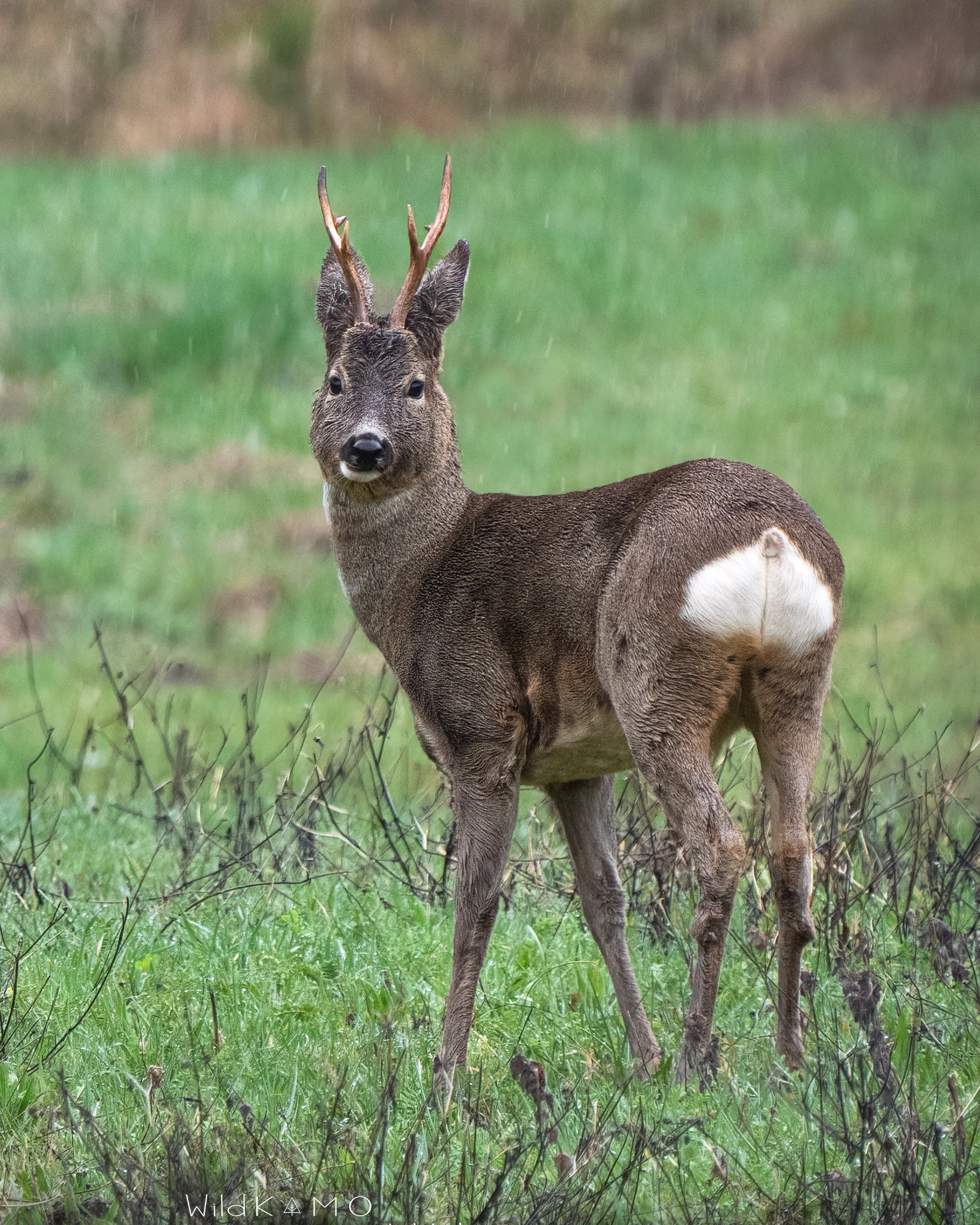 Capriolo Maschio Sotto la Pioggia