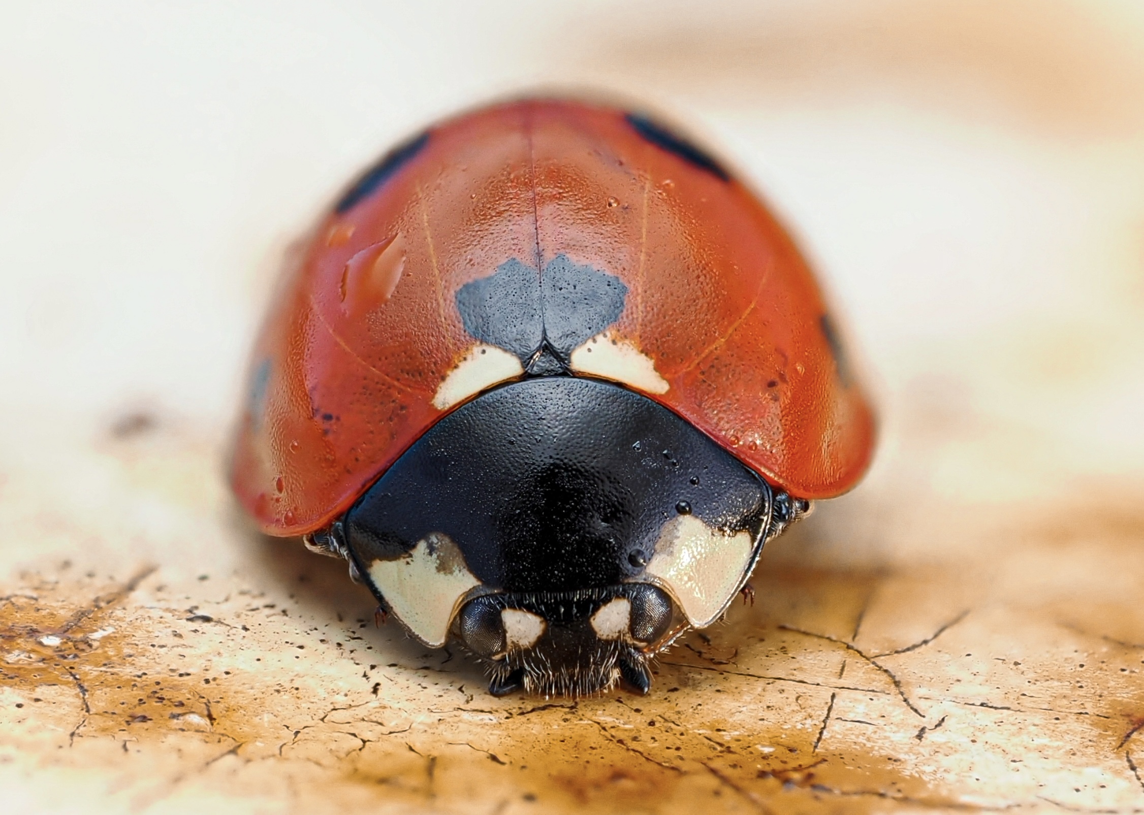 Ladybug II