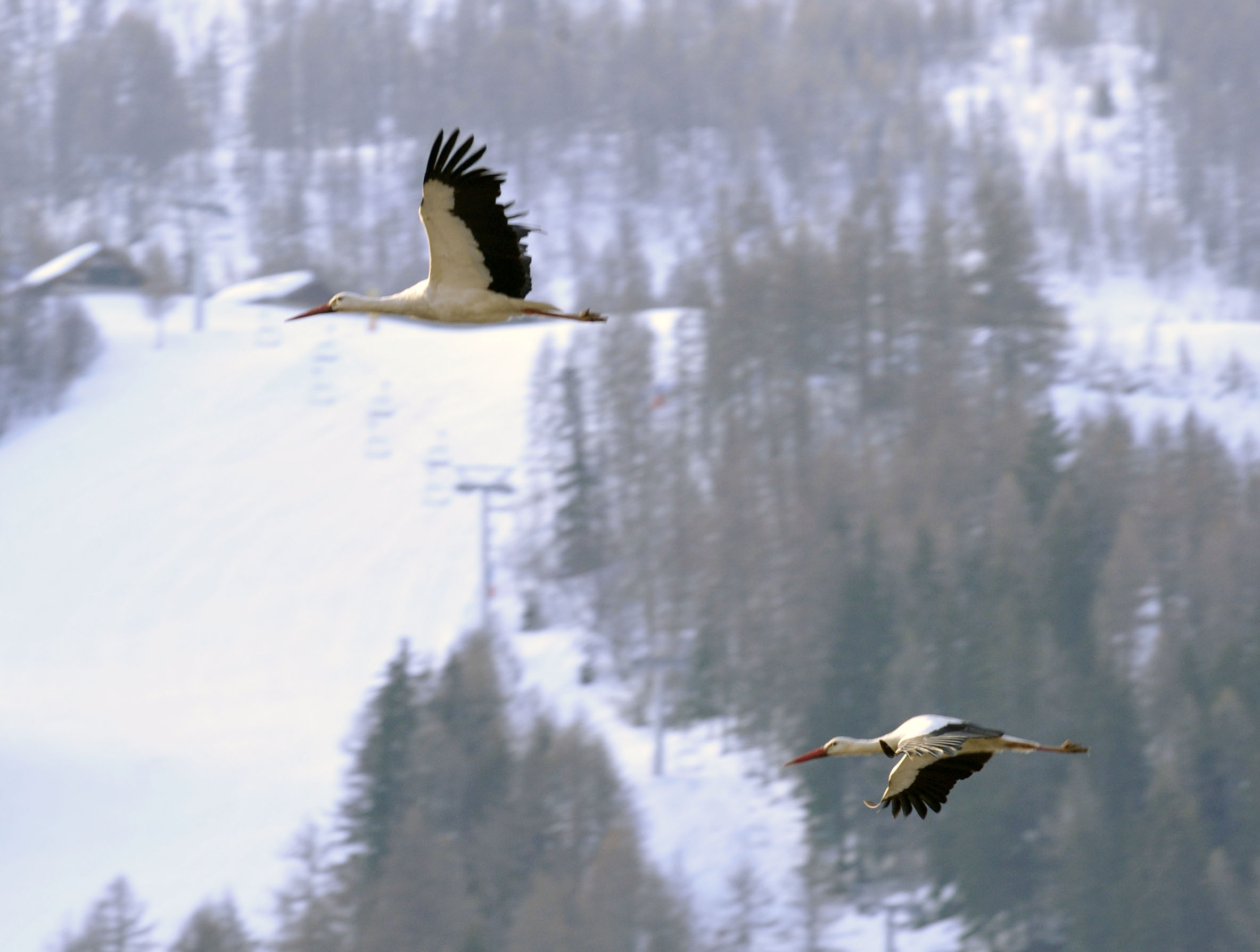 storks in flight